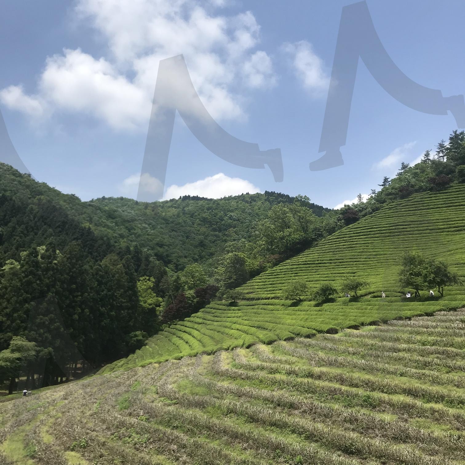 녹차밭 | 남해, 녹차, 밭, 여름, 그린티, 자연 | 스탠바이 STANDBUY 디지털 콘텐츠