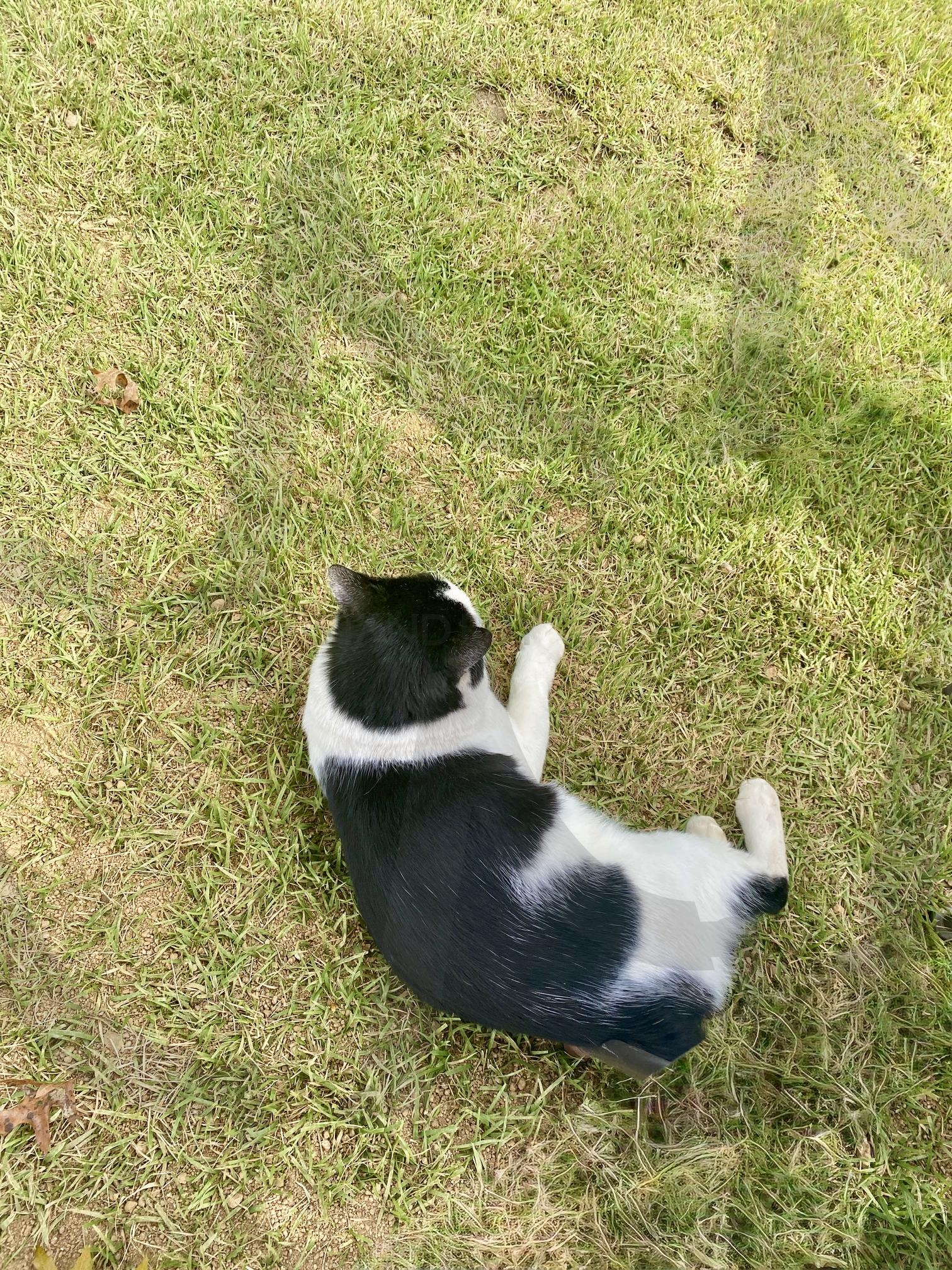 고양이 | 동물, 고양이, 귀여움, 힐링, 생명 | 스탠바이 STANDBUY 디지털 콘텐츠