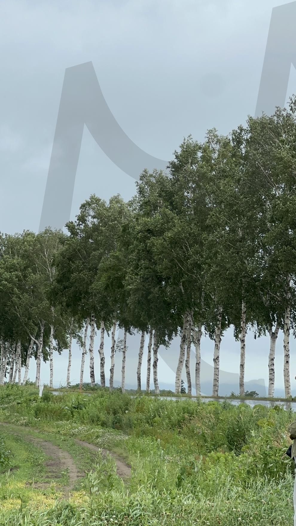 북해도, 세븐스타 나무 | 북해도, 자연, 일본, 풍경, 감성 | 스탠바이 STANDBUY 디지털 콘텐츠