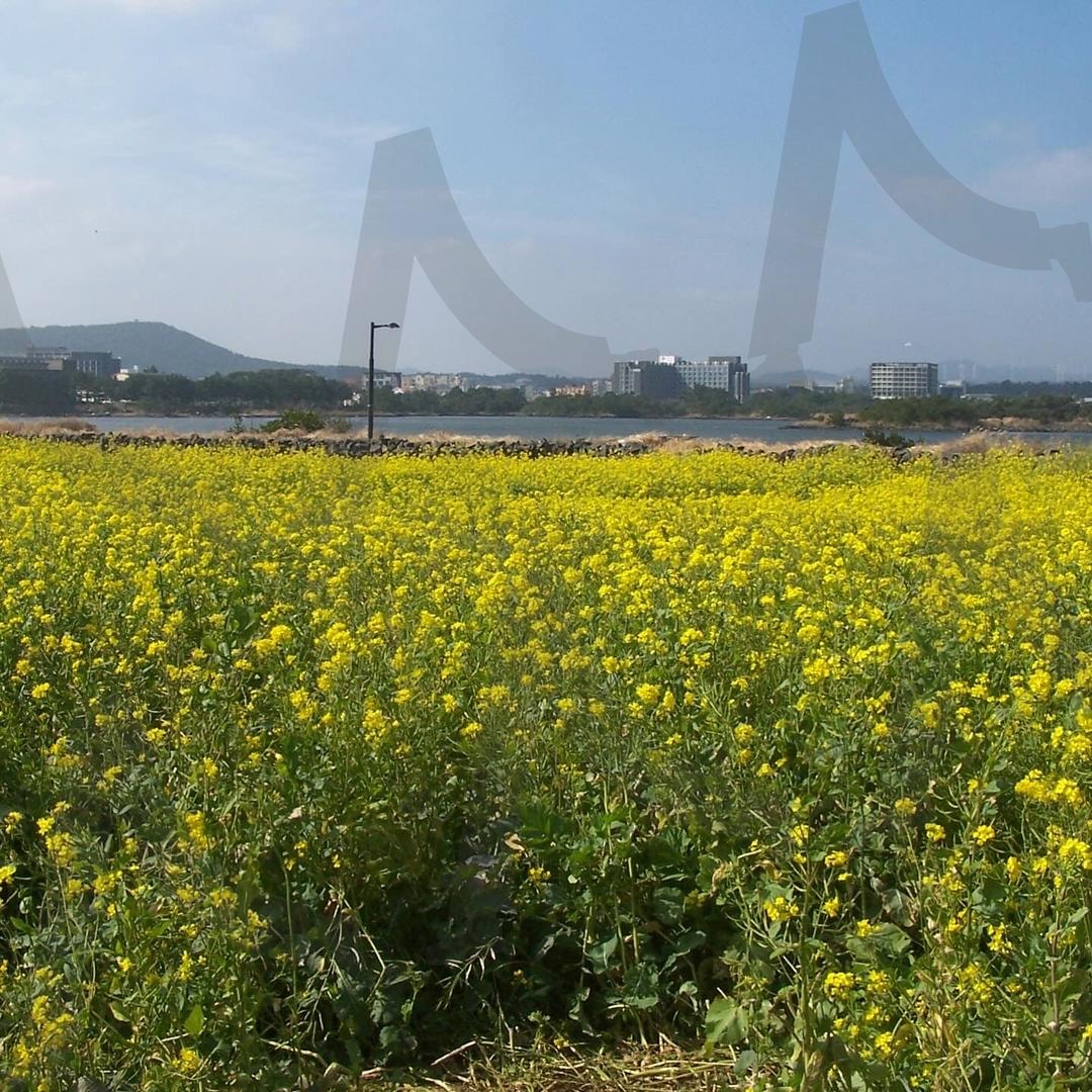 유채꽃밭 | 유채꽃, 꽃밭, 자연, 풍경, 봄, 제주도, 파란 하늘, 드넓은 들판, 생동감 | 스탠바이 STANDBUY 디지털 콘텐츠