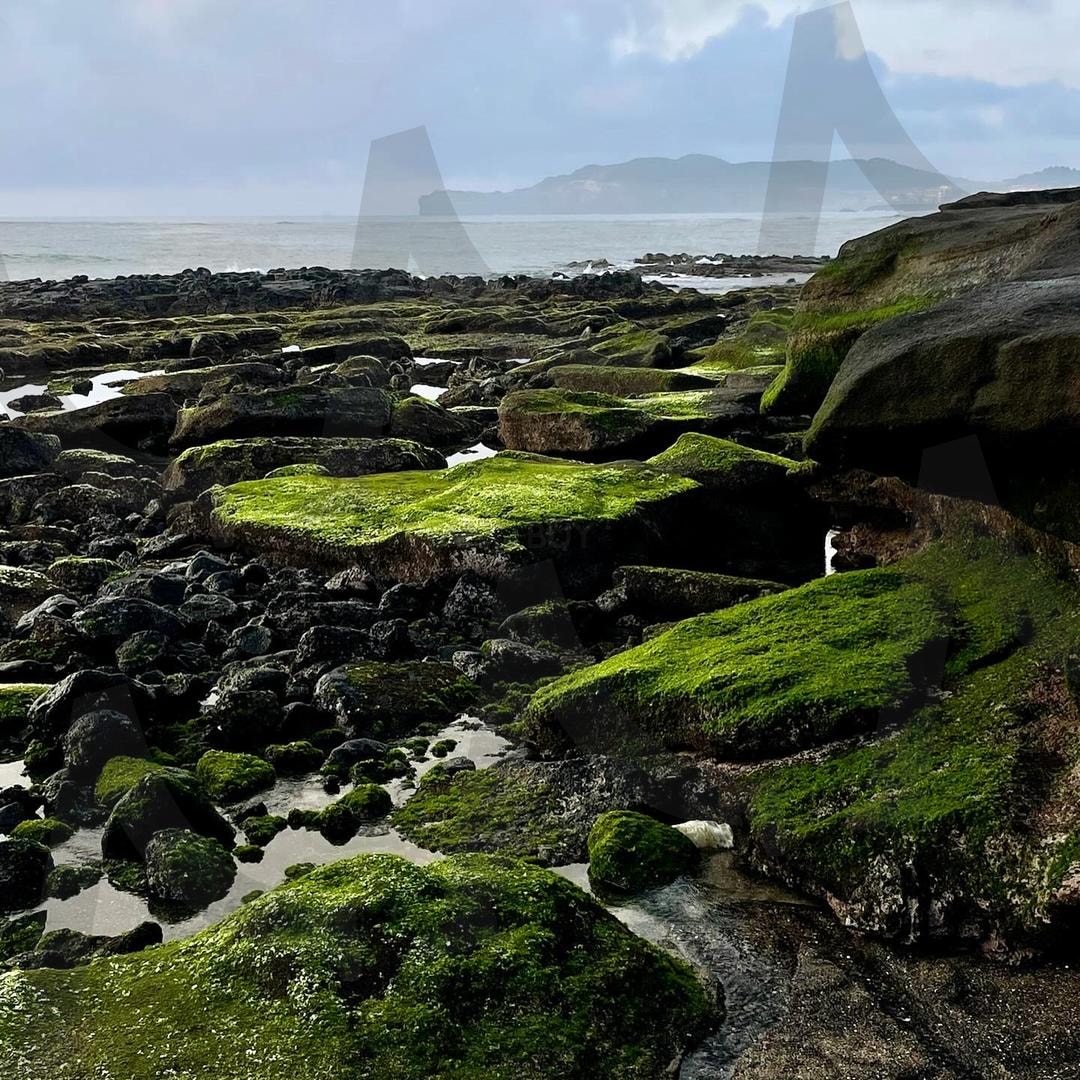 초록 이끼가 덮인 해안 바위 | 이끼, 해안, 바위, 자연, 바다풍경, 녹색, 신비로움 | 스탠바이 STANDBUY 디지털 콘텐츠