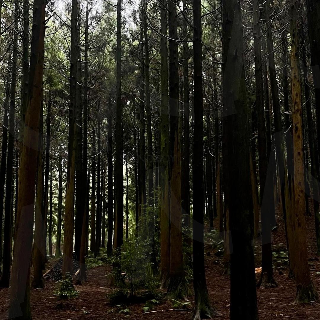조용한 숲속의 고요함 | 숲, 나무, 자연, 고요함, 신비로움, 평화, 야외, 제주도 | 스탠바이 STANDBUY 디지털 콘텐츠