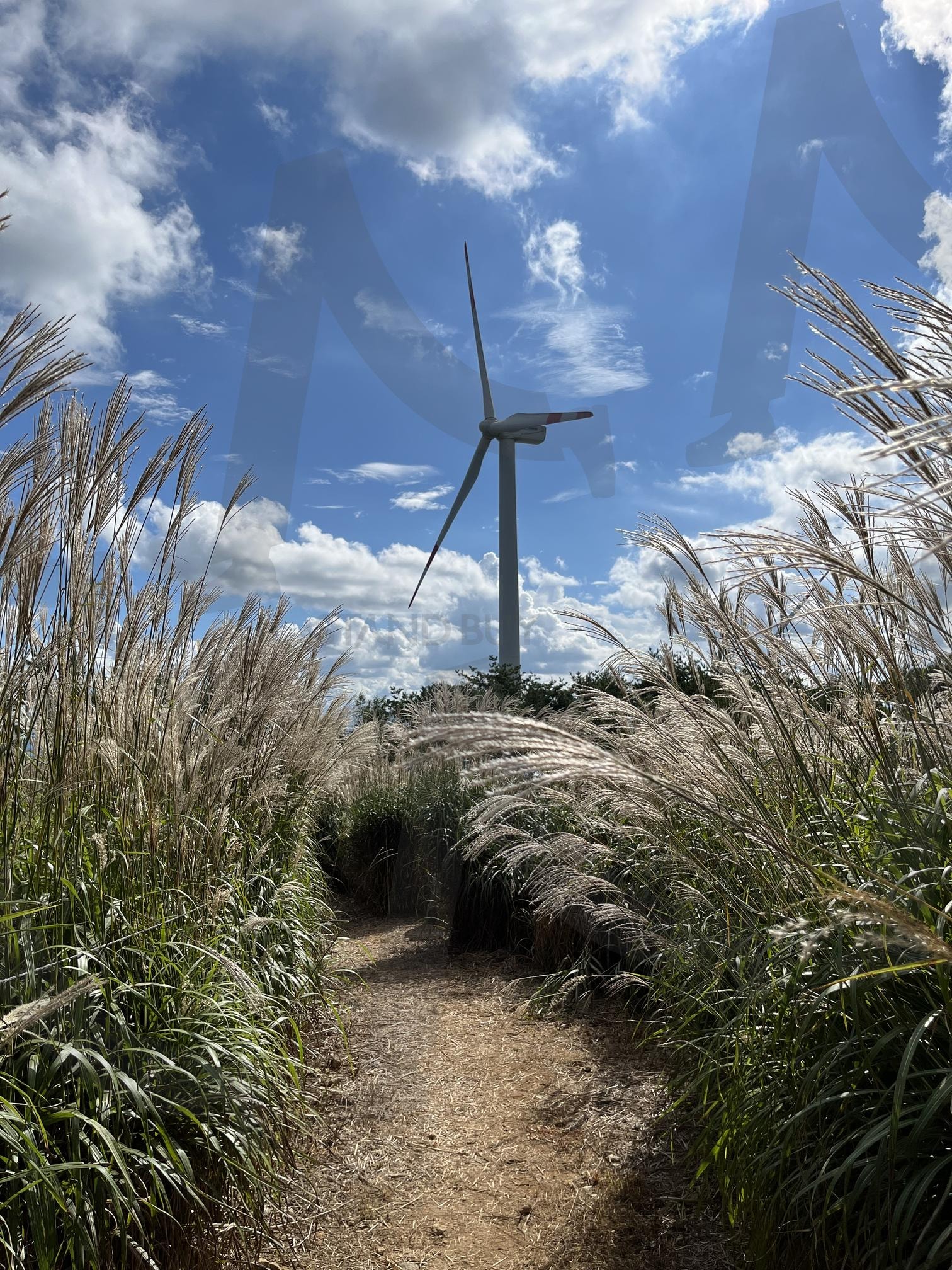 갈대밭 사이 | 감악산, 억새, 갈대밭, 풍력발전기, 맑은 하늘 | 스탠바이 STANDBUY 디지털 콘텐츠