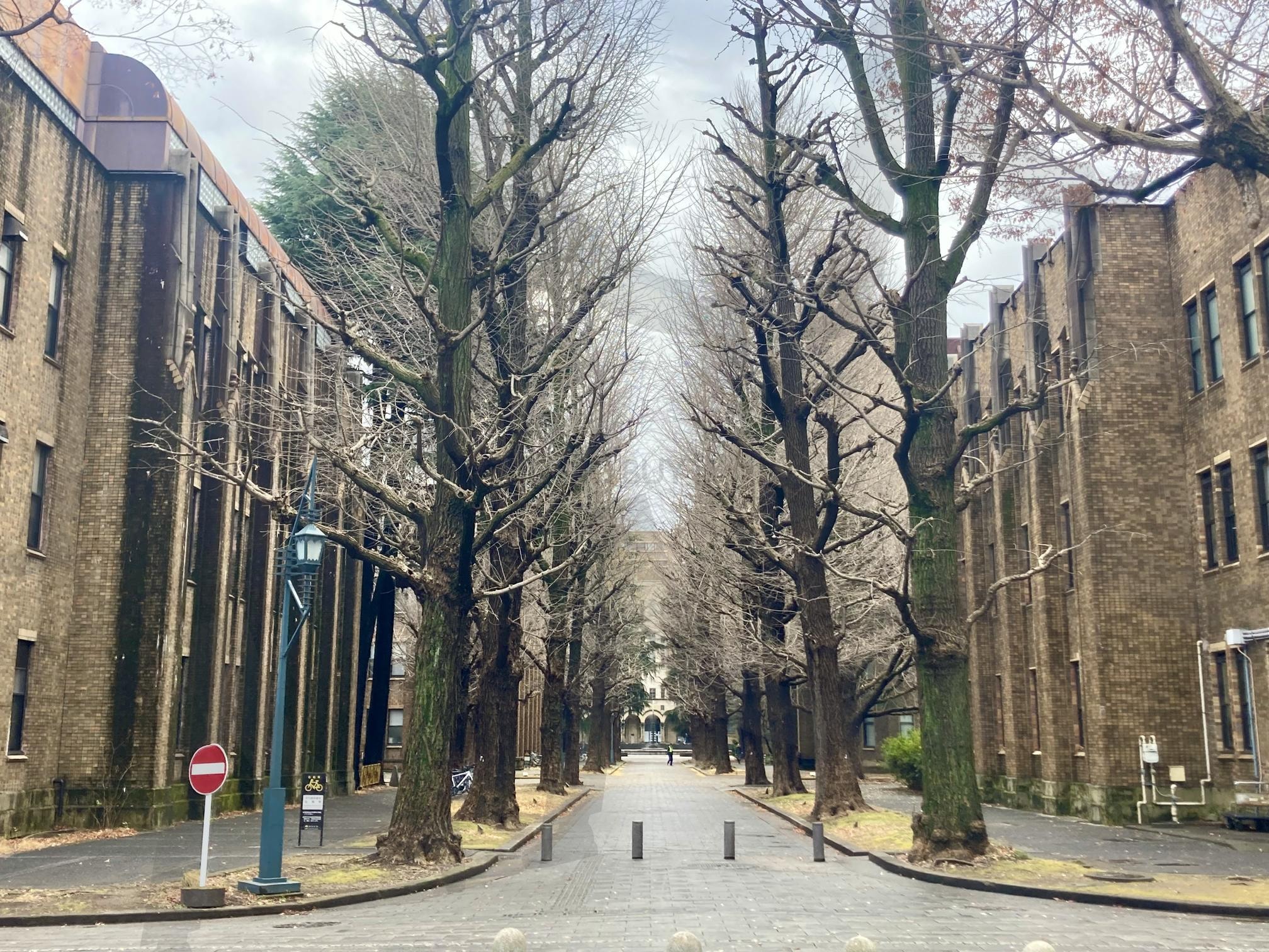 도쿄대학 | 도쿄, 도쿄대학교, 나무, 오래된, 길 | 스탠바이 STANDBUY 디지털 콘텐츠