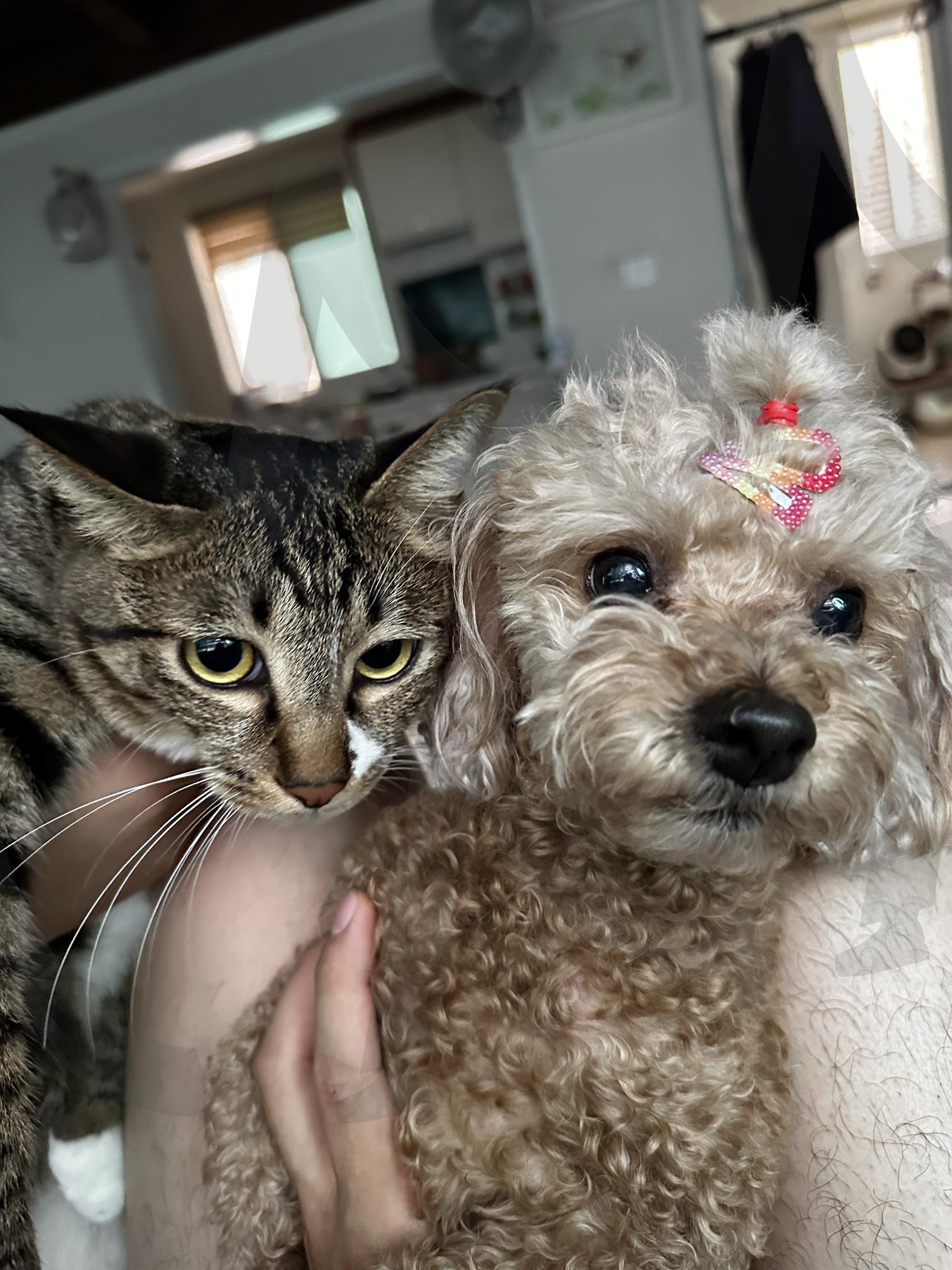 고양이 강아지 합사 사진 (이름은 초코파이!) | 강아지, 고양이, 강아지고양이, 초코파이, 톰과제리, 강아지고양이합사, 토이푸들, 코숏, 코리안숏헤어, 코숏고등어, 고등어 | 스탠바이 STANDBUY 디지털 콘텐츠