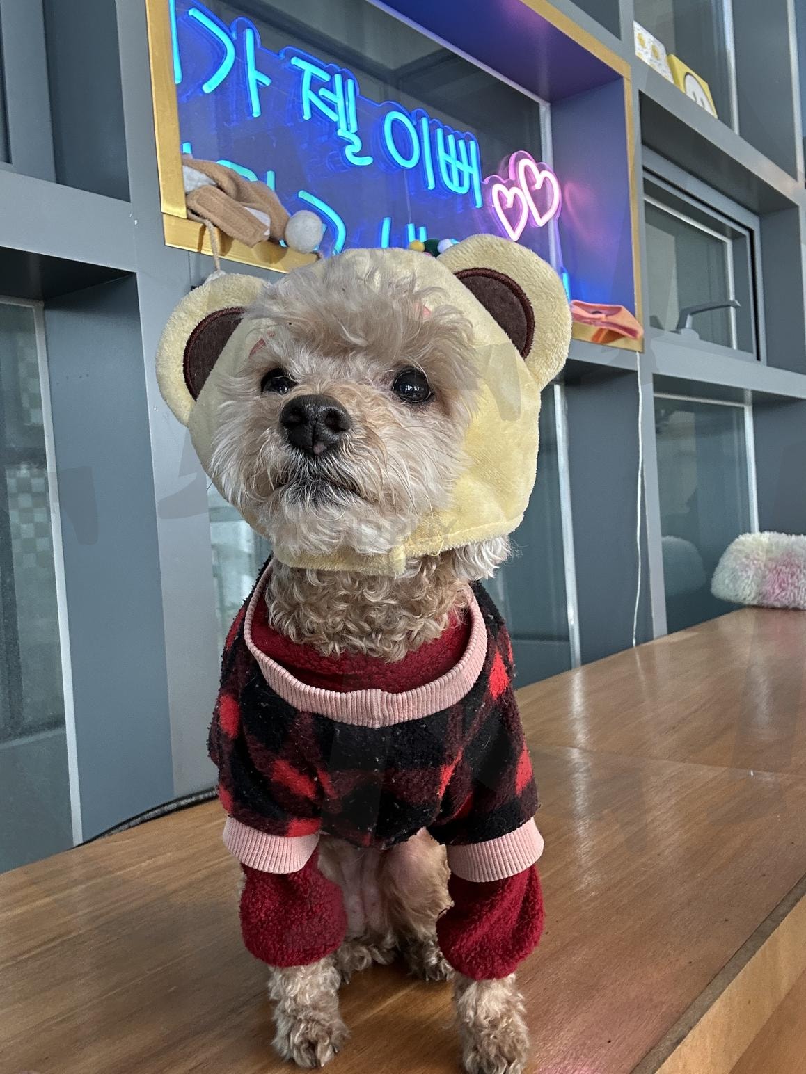 너가 젤 이뻐 초코! 크리스마스맞이 아이템 장착한 강아지 | 초코, 쵸코, 강아지, 아기강아지, 귀여운, 이쁜, 크리스마스, 성탄절, 개 | 스탠바이 STANDBUY 디지털 콘텐츠