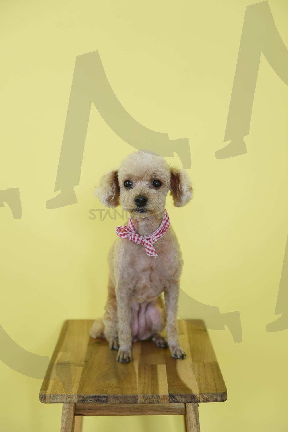 강아지 토이푸들 | 강아지, 강아지사진, 토이푸들, 귀여운, 초코 | 스탠바이 STANDBUY 디지털 콘텐츠