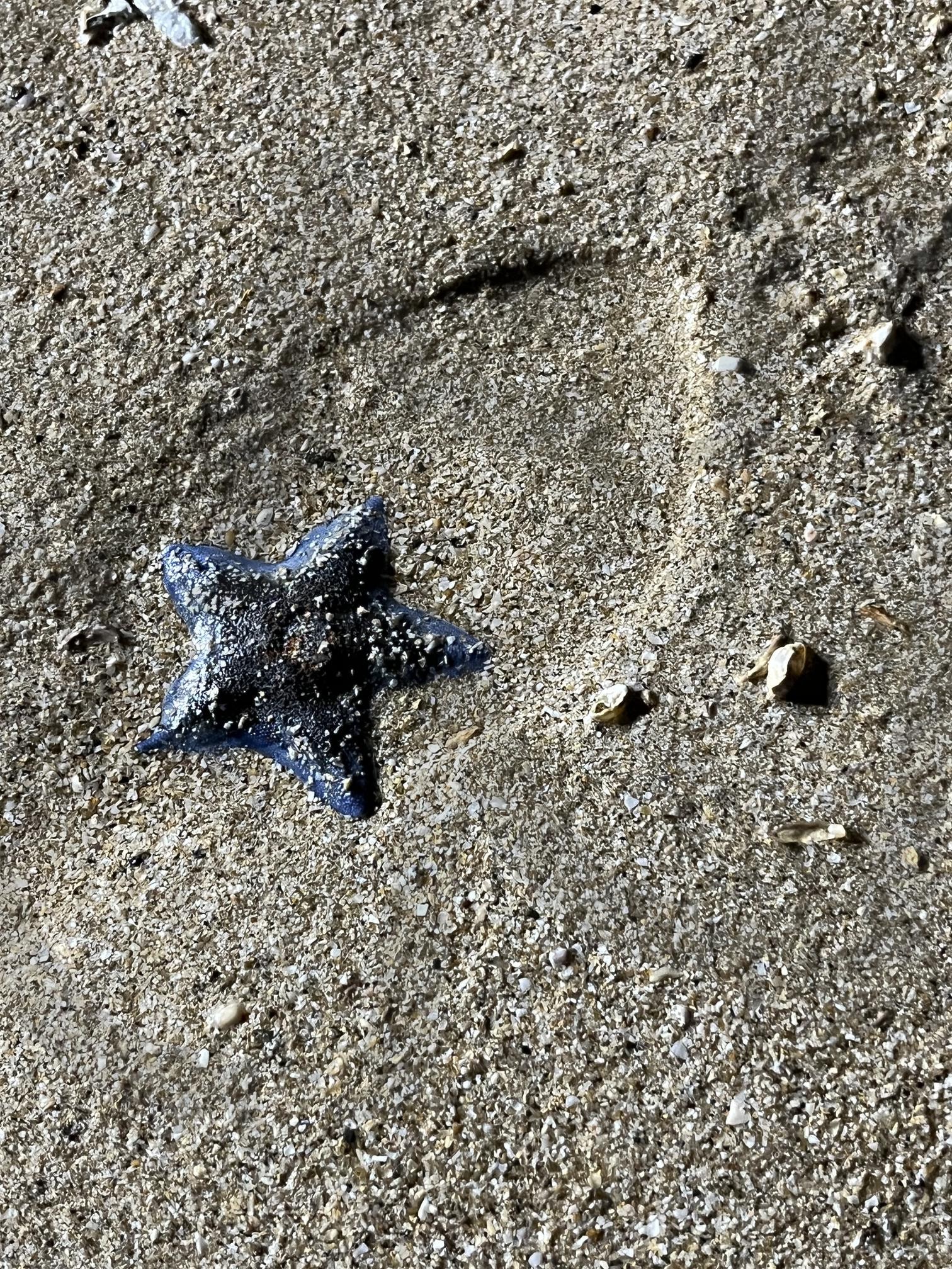 모래 위의 별, 바다의 이야기 | 바다의 별, 대천, 고요함, 모래위의 흔적, 자연의 예술, 해변, 쉼 | 스탠바이 STANDBUY 디지털 콘텐츠