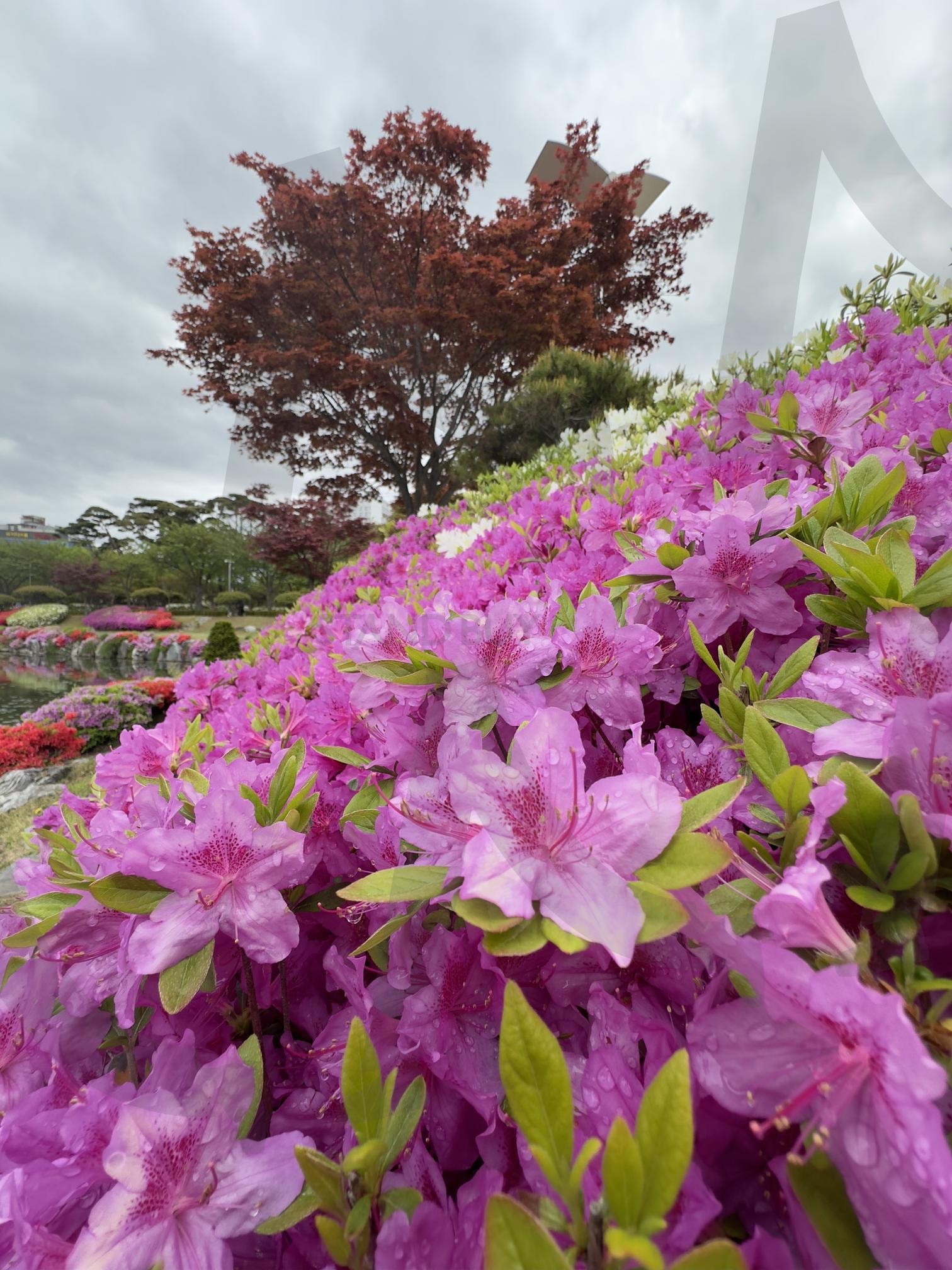 공원 꽃밭 | 꽃, 공원, 벚꽂나무, 흐린날씨, 생기로움, 꽃향기 | 스탠바이 STANDBUY 디지털 콘텐츠