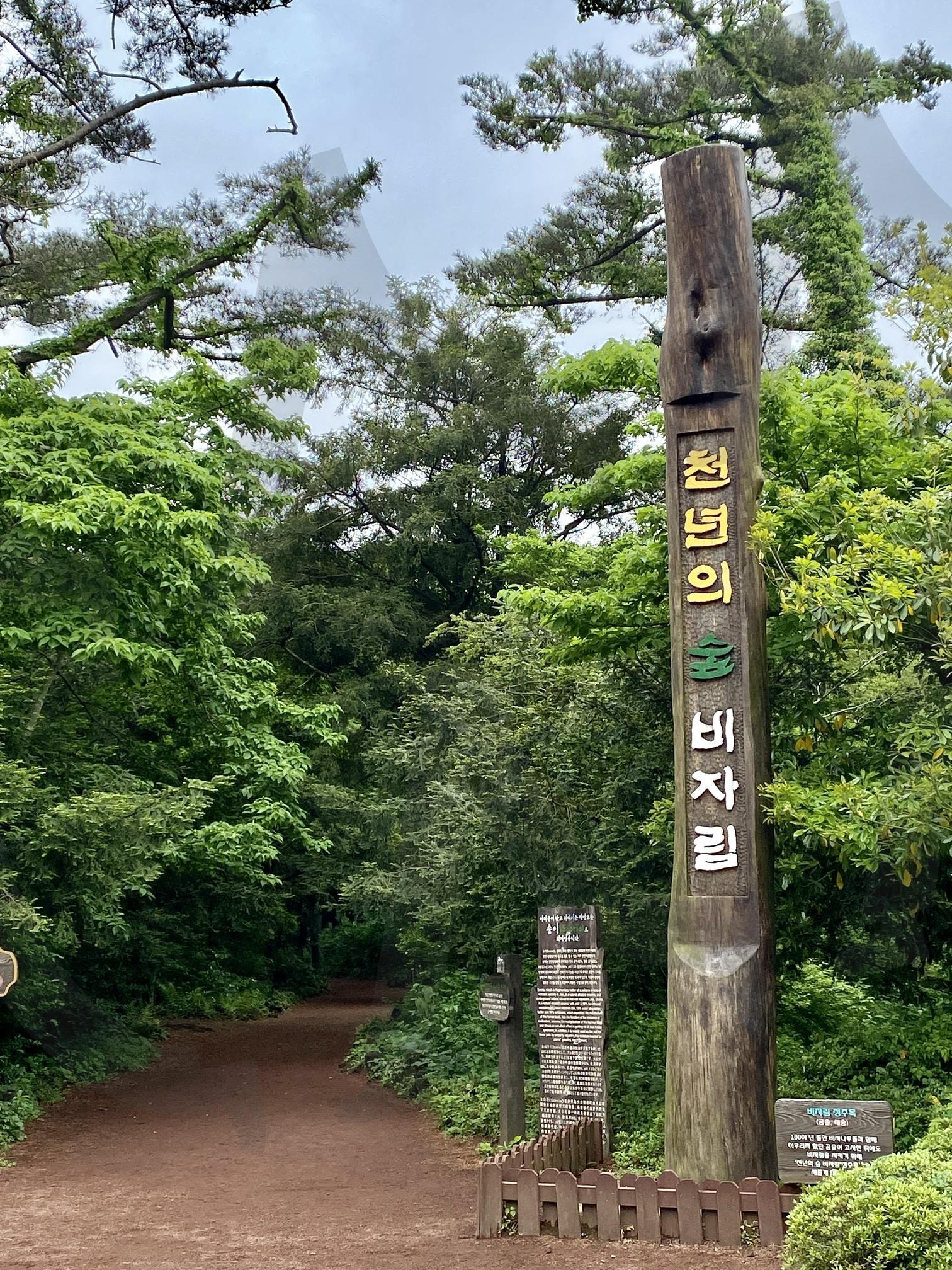 제주도 비자림 숲 | 비자림숲, 비자림, 나무, 자연, 제주도, 제주도비자림, jejuisland, jeju-do | 스탠바이 STANDBUY 디지털 콘텐츠