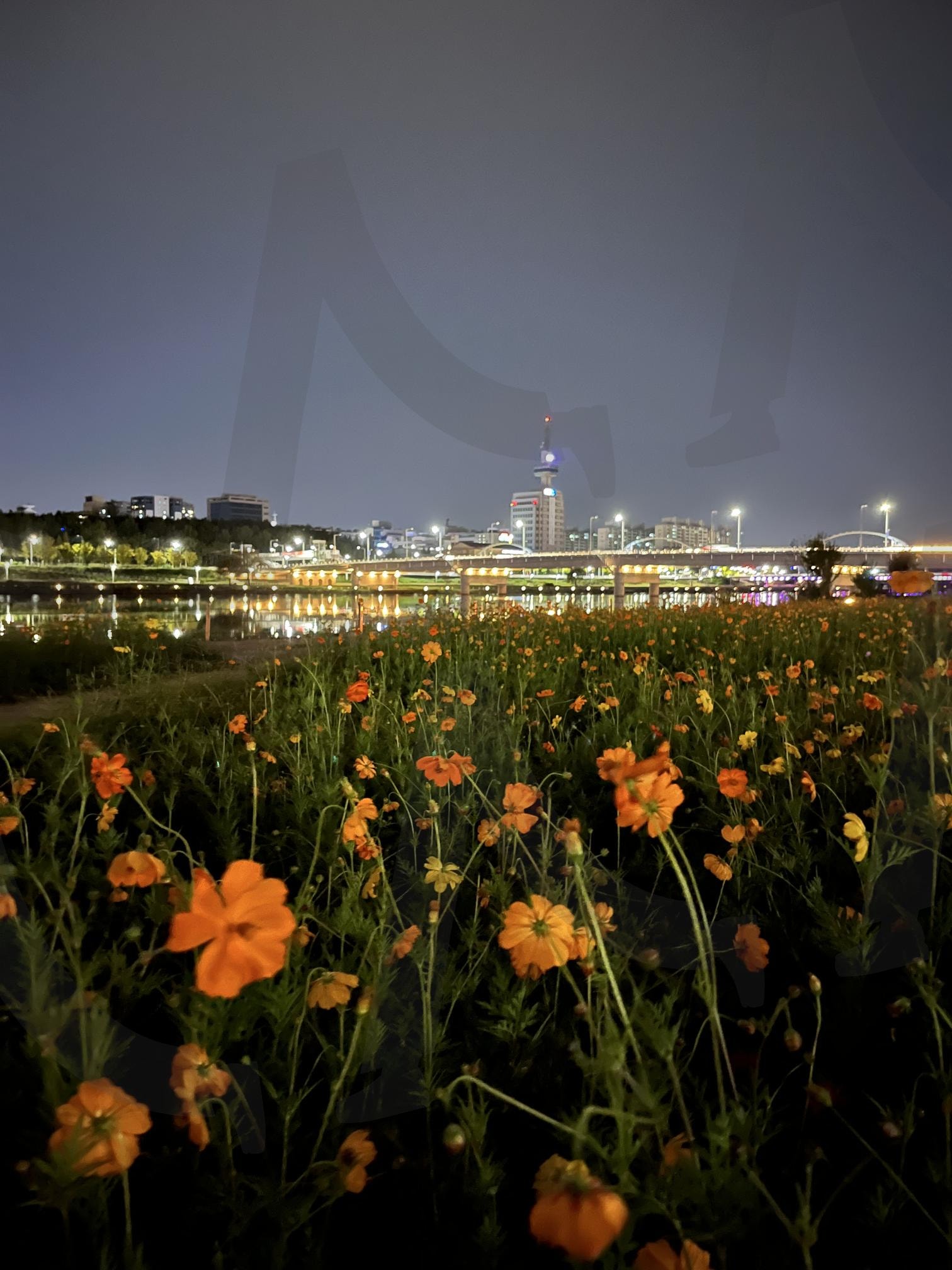 밤하늘 아래, 갑천의 꽃과 도시의 빛 | 황화코스모스, 코스모스, 갑천, 대전kbs, 자연, 도시, 밤, 야경 | 스탠바이 STANDBUY 디지털 콘텐츠