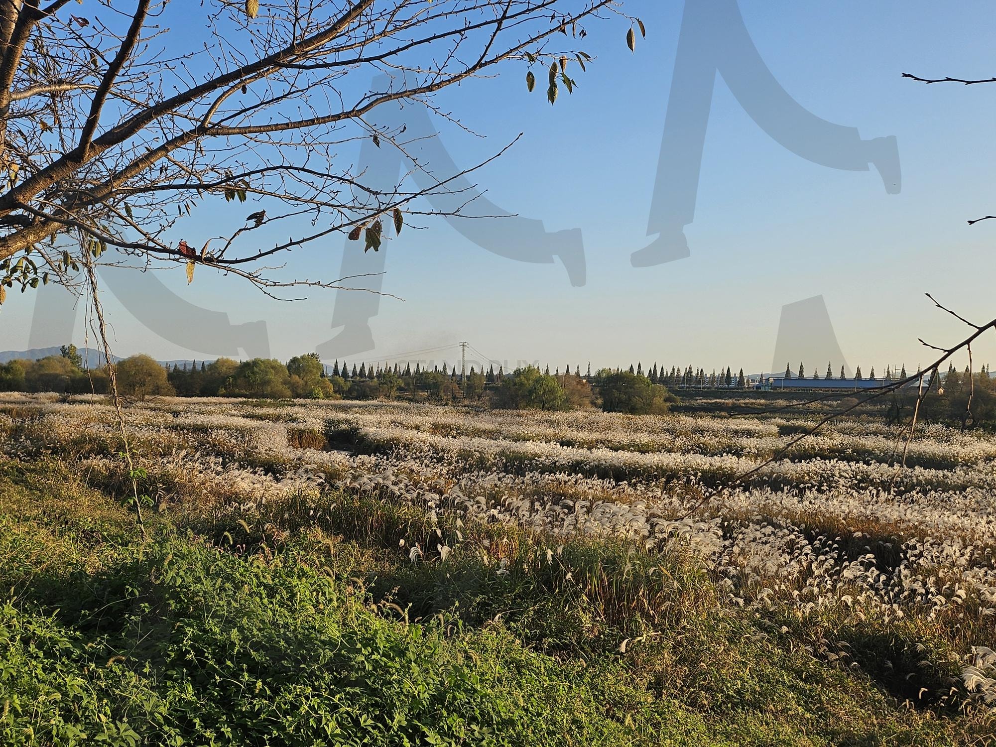 가을빛에 물든 억새밭 | 억새, 가을, 자연, 햇살, 풍경, 파란하늘 | 스탠바이 STANDBUY 디지털 콘텐츠