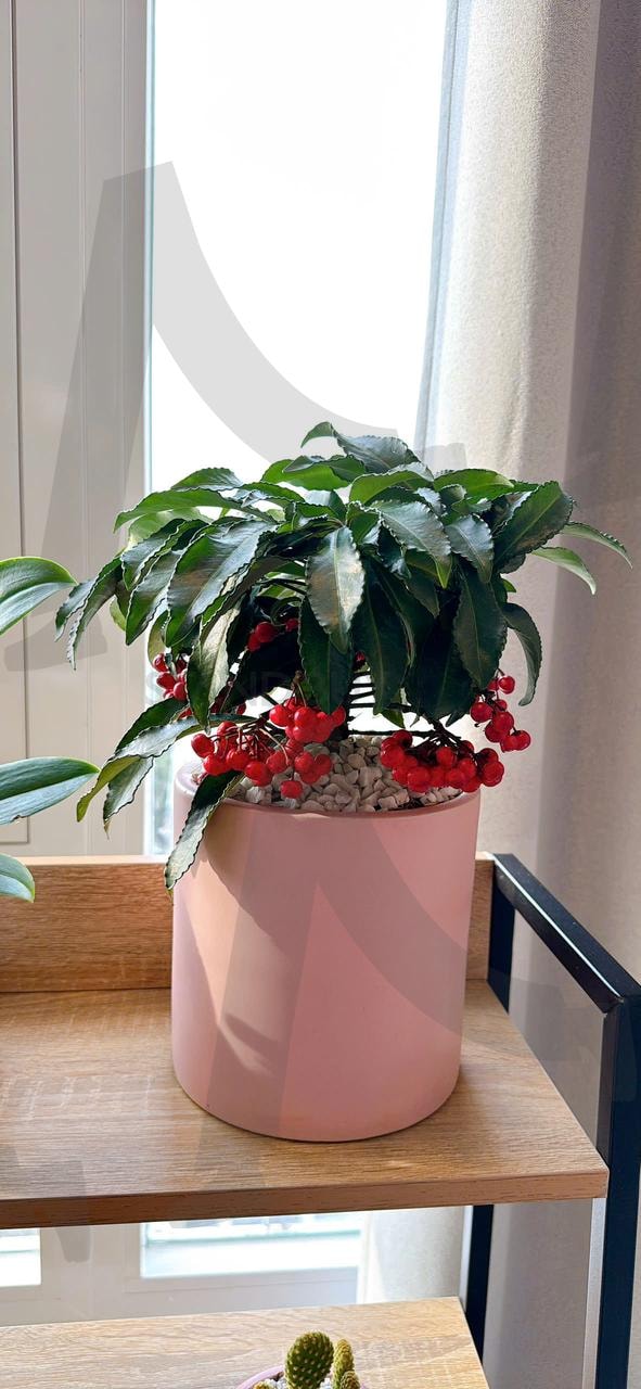 실내에서 키우는 귀여운 식물 | 실내 식물, 빨간 열매, 분홍색 화분, 실내 가드닝, 인테리어 식물, 녹색 잎, 자갈 장식, 실내 장식, 화분 식물, 실내 정원 | 스탠바이 STANDBUY 디지털 콘텐츠