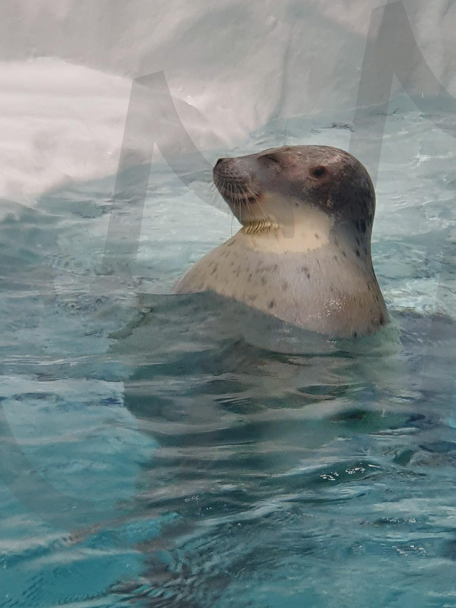 바다표범 옆모습 | 아쿠아리움, 수족관, 오사카, 가이유칸, 바다, 표범 | 스탠바이 STANDBUY 디지털 콘텐츠