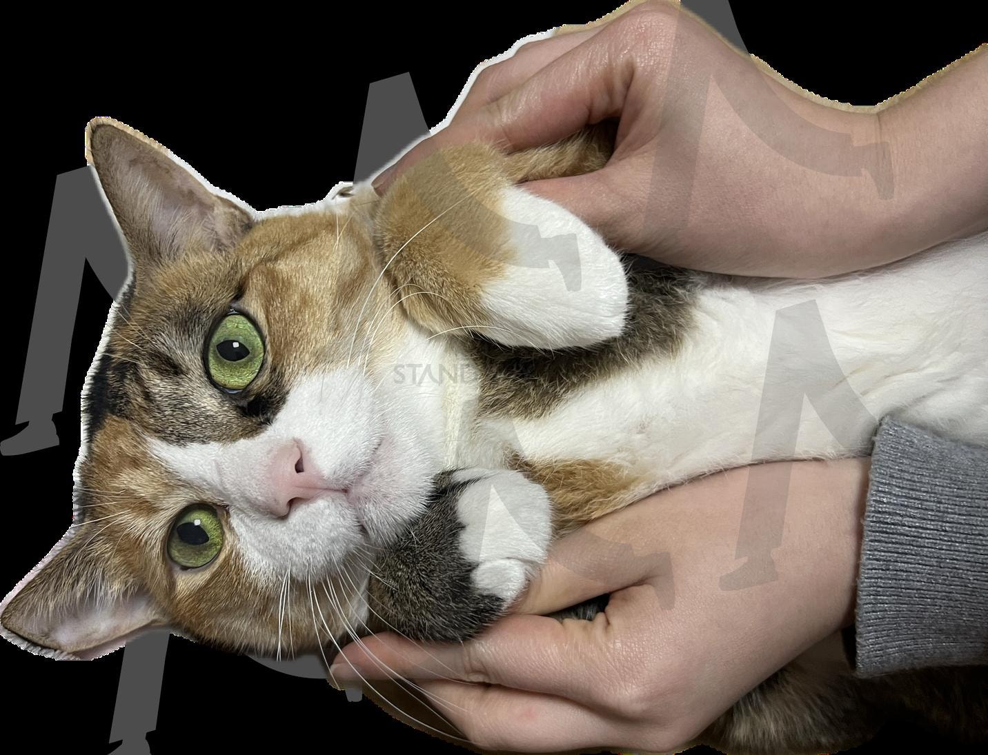 고양이 | 고양이, cat, 누끼사진, 고양이사진, 고양이누끼 | 스탠바이 STANDBUY 디지털 콘텐츠