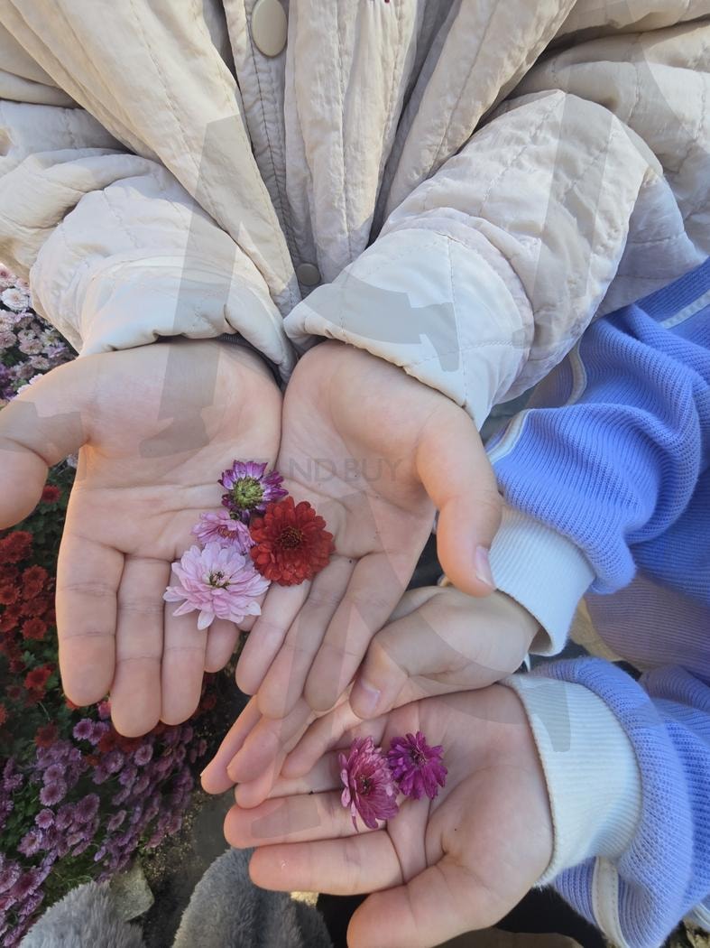 소중한 순간 | 따뜻한 손길, 분홍과 빨강의 조화, 소중한 순간, 달리아의 아름다움, 일상의 작은 행복 | 스탠바이 STANDBUY 디지털 콘텐츠