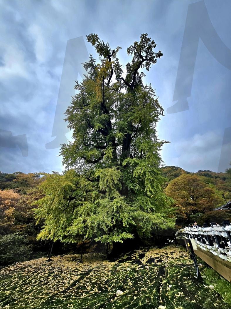 용문사의 천년 은행나무: 시간을 품은 자연의 경이 | 천년의 역사, 천연기념물, 자연의 웅장함, 초록과 노랑의 조화, 한국의 자연유산 | 스탠바이 STANDBUY 디지털 콘텐츠