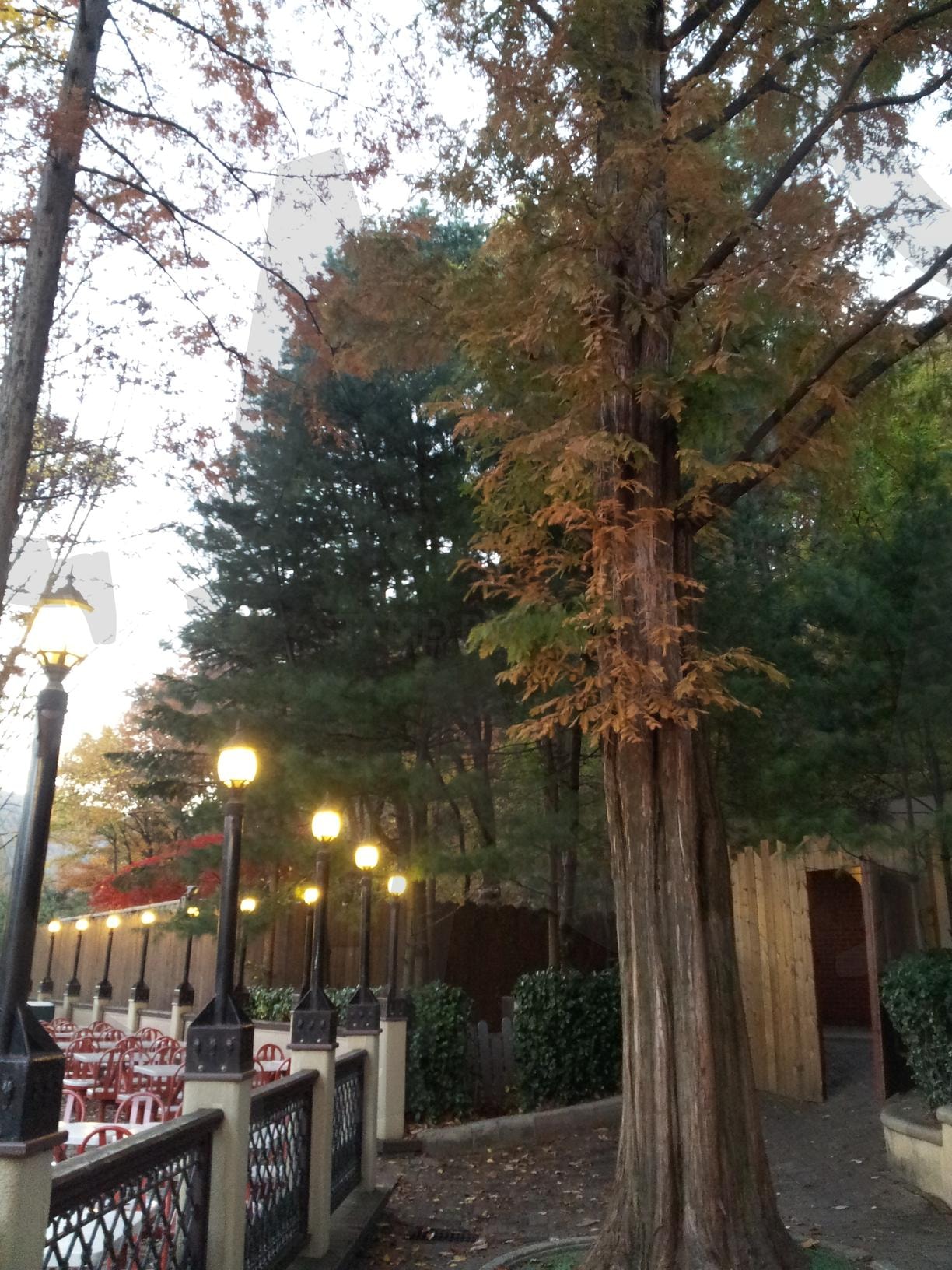 가을 나무 | 에버랜드, 놀이동산, 가을, 나무, 풍경, 자연 | 스탠바이 STANDBUY 디지털 콘텐츠