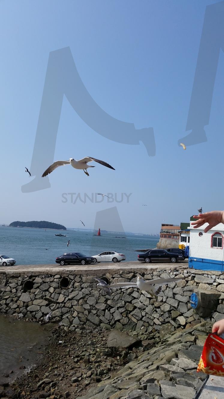 갈매기 새우깡 | 인천, 바다, 풍경, 갈매기, 새우깡, 간식 | 스탠바이 STANDBUY 디지털 콘텐츠