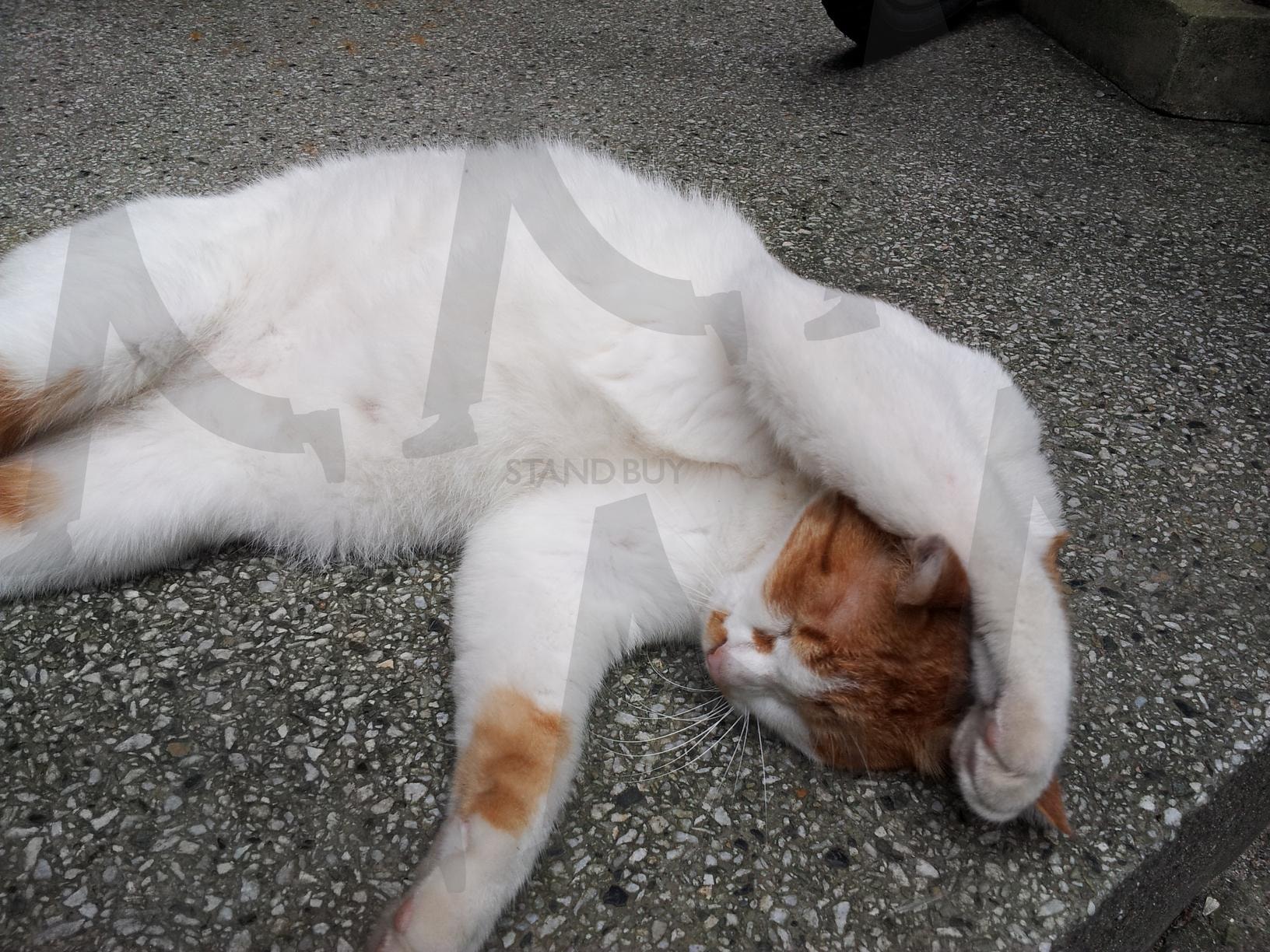 만세 길고양이 | 고양이, cat, 길양이, 츄루, 고양이간식 | 스탠바이 STANDBUY 디지털 콘텐츠