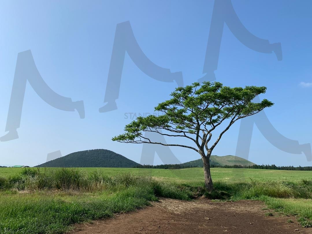 제주도 관광지 | 한그루, 홀로지기나무, 제주도, 관광지, 포토스팟, 힐링스팟 | 스탠바이 STANDBUY 디지털 콘텐츠