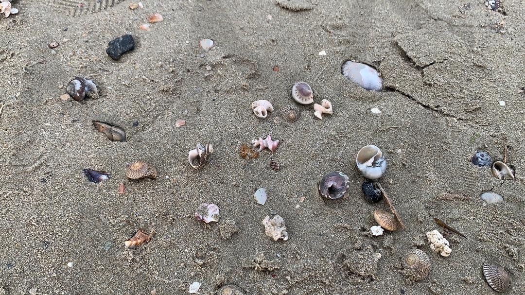 부산시 광안리 해수욕장 | 조개, 부산해수욕장, 광안리 해수욕장, 모레사장, 부산시 해수욕장, 광안리 해변 | 스탠바이 STANDBUY 디지털 콘텐츠