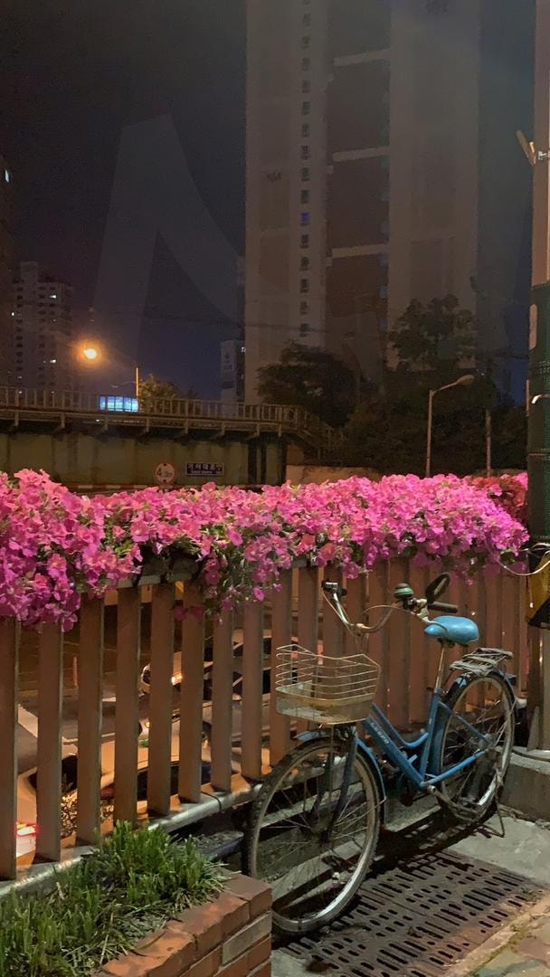 부산시 | 조경, 꽃, 포토스팟, 배경화면, 메인화면, 감성사진 | 스탠바이 STANDBUY 디지털 콘텐츠