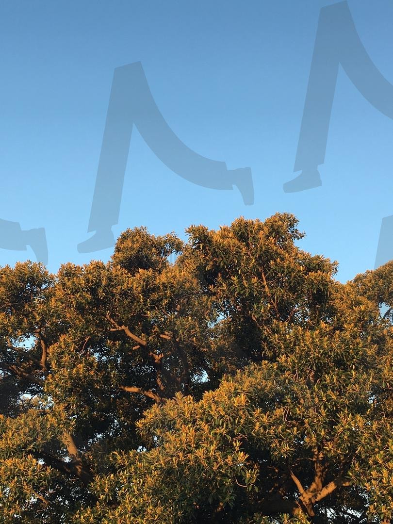 가을을 준비하는 나무와 가을 하늘 | 나무, 자연, 하늘, 풍경, 가을, 빈티지 | 스탠바이 STANDBUY 디지털 콘텐츠