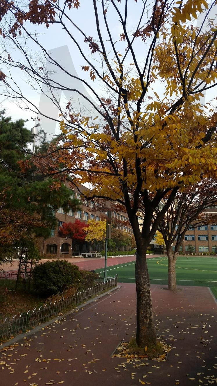 학교 운동장 가을 낙엽 | 학교, 낙엽, 단풍, 가을, 혜화, 사대부초 | 스탠바이 STANDBUY 디지털 콘텐츠