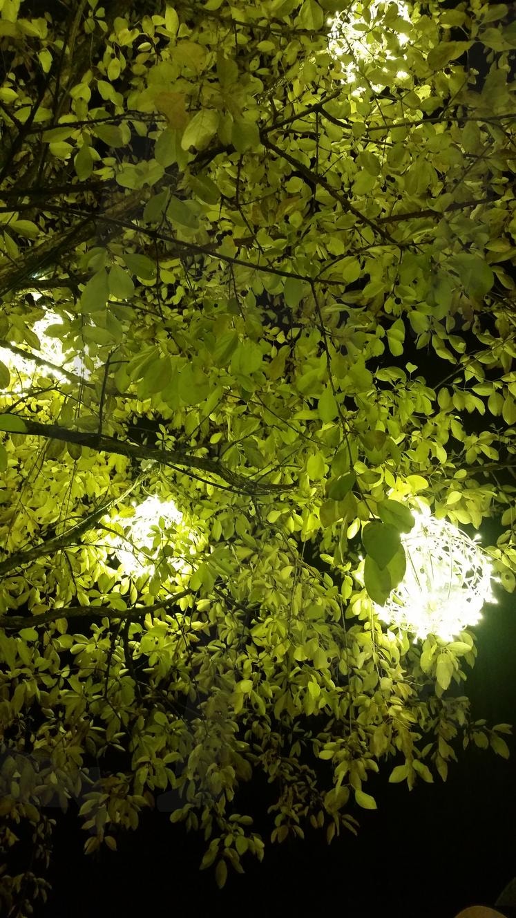 초록 나뭇잎 | 자연, 숲속, 풍경, 힐링, 나뭇잎, 싱그러운 | 스탠바이 STANDBUY 디지털 콘텐츠