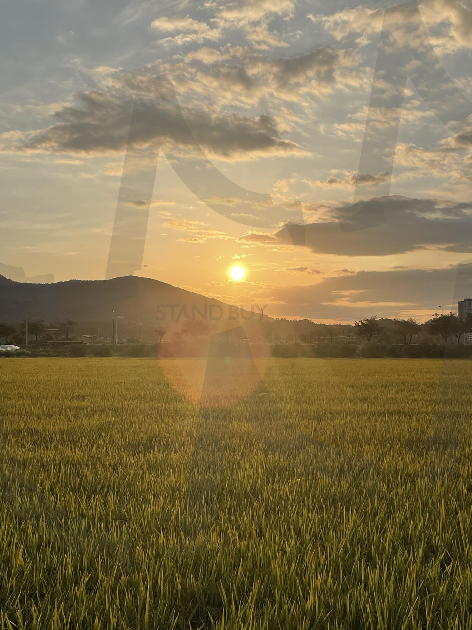 노을 빛나는 들판의 평화로운 풍경 자연과 어우러진 황금빛 일몰과 초록 논밭 고요한 시골의 감성적인 순간 | 노을, 일몰, 태양, 시골, 감성, 풍경 | 스탠바이 STANDBUY 디지털 콘텐츠