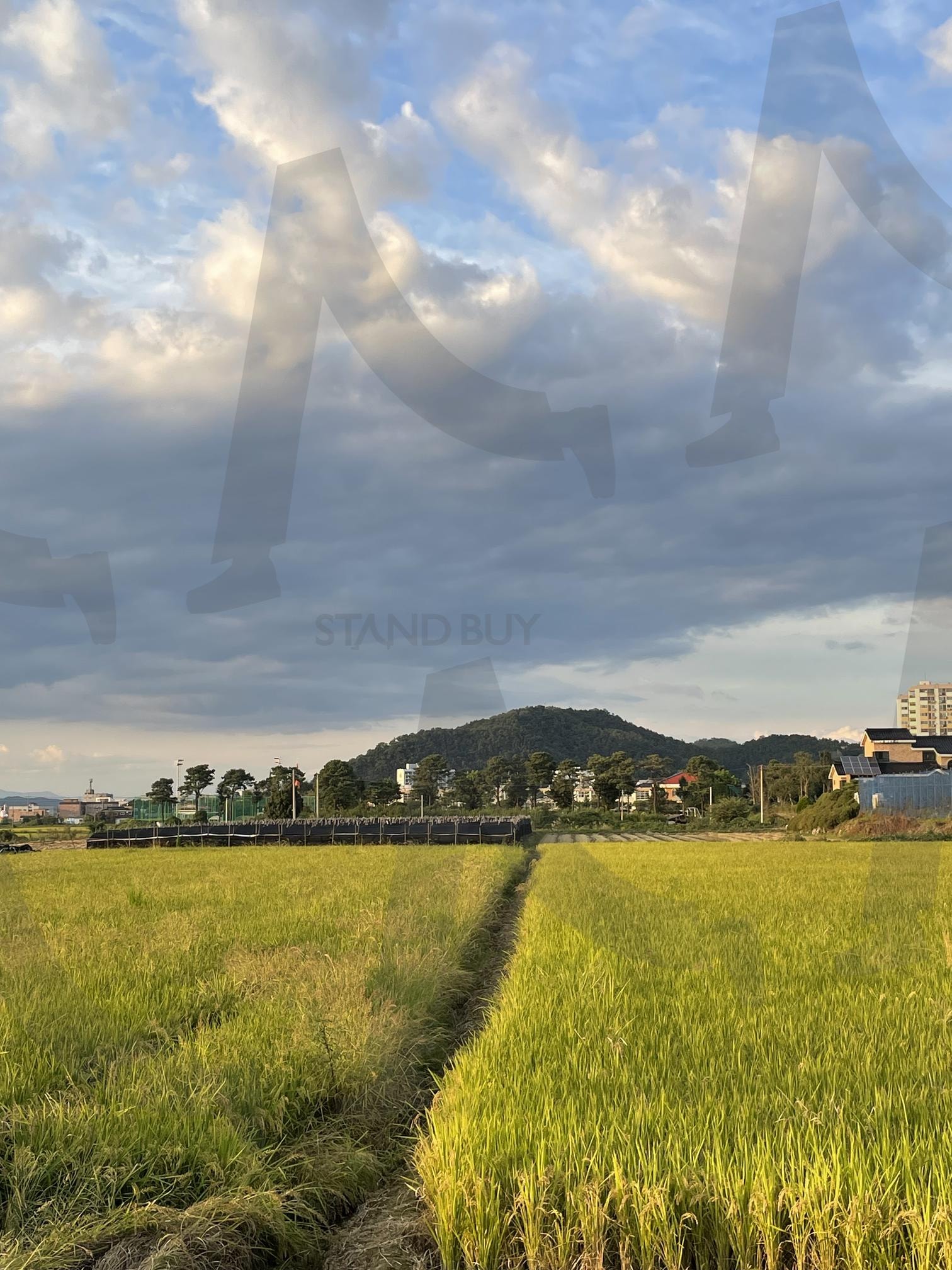 푸른 하늘과 노란 논밭, 자연이 그리는 풍경의 아름다움과 고요한 시골 풍경 | 하늘, 자연, 시골, 풍경, 아름다움, 논밭 | 스탠바이 STANDBUY 디지털 콘텐츠