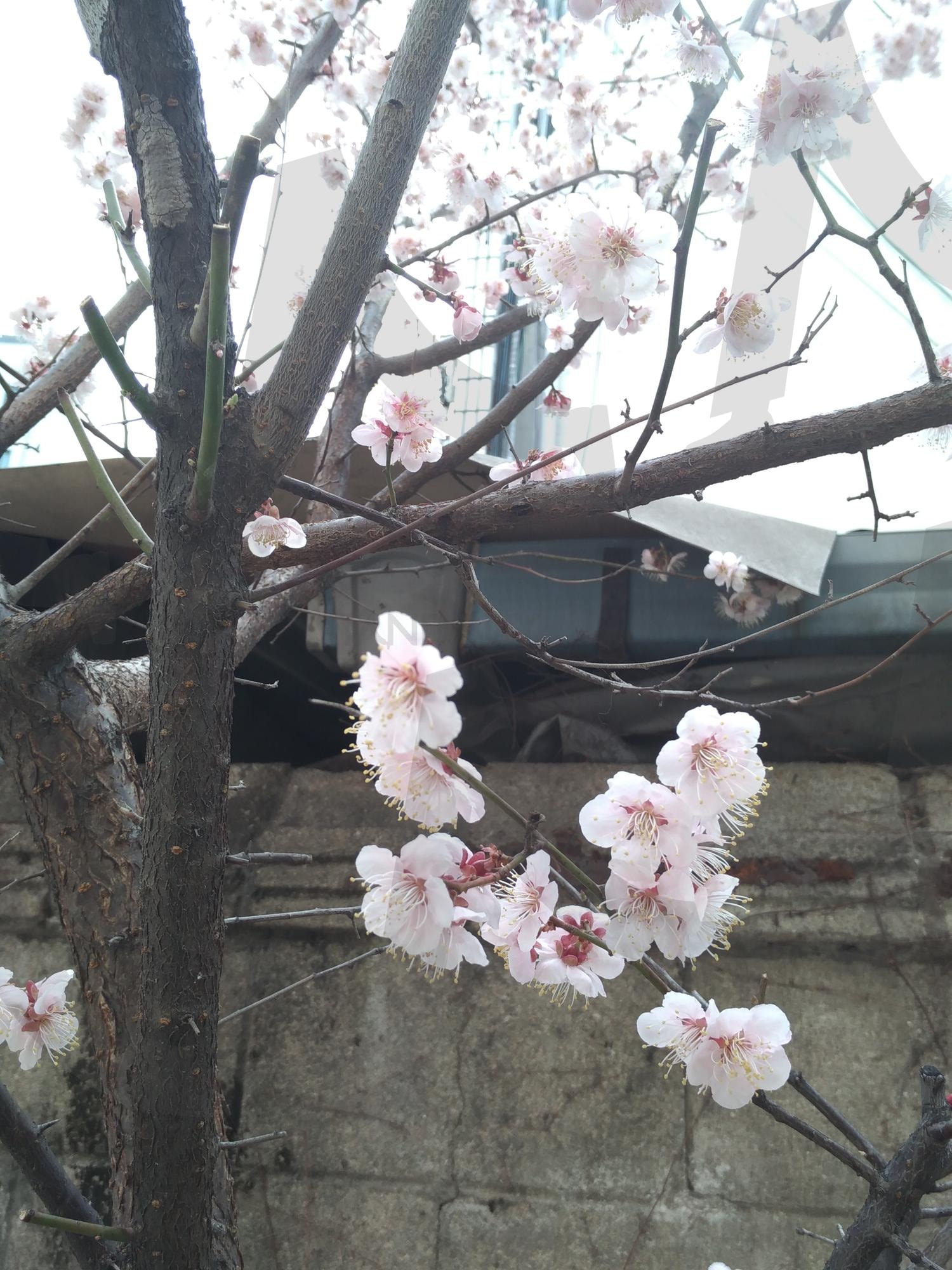 봄, 목련2 | 봄, 목련, 계절, 꽃, 시즌 | 스탠바이 STANDBUY 디지털 콘텐츠