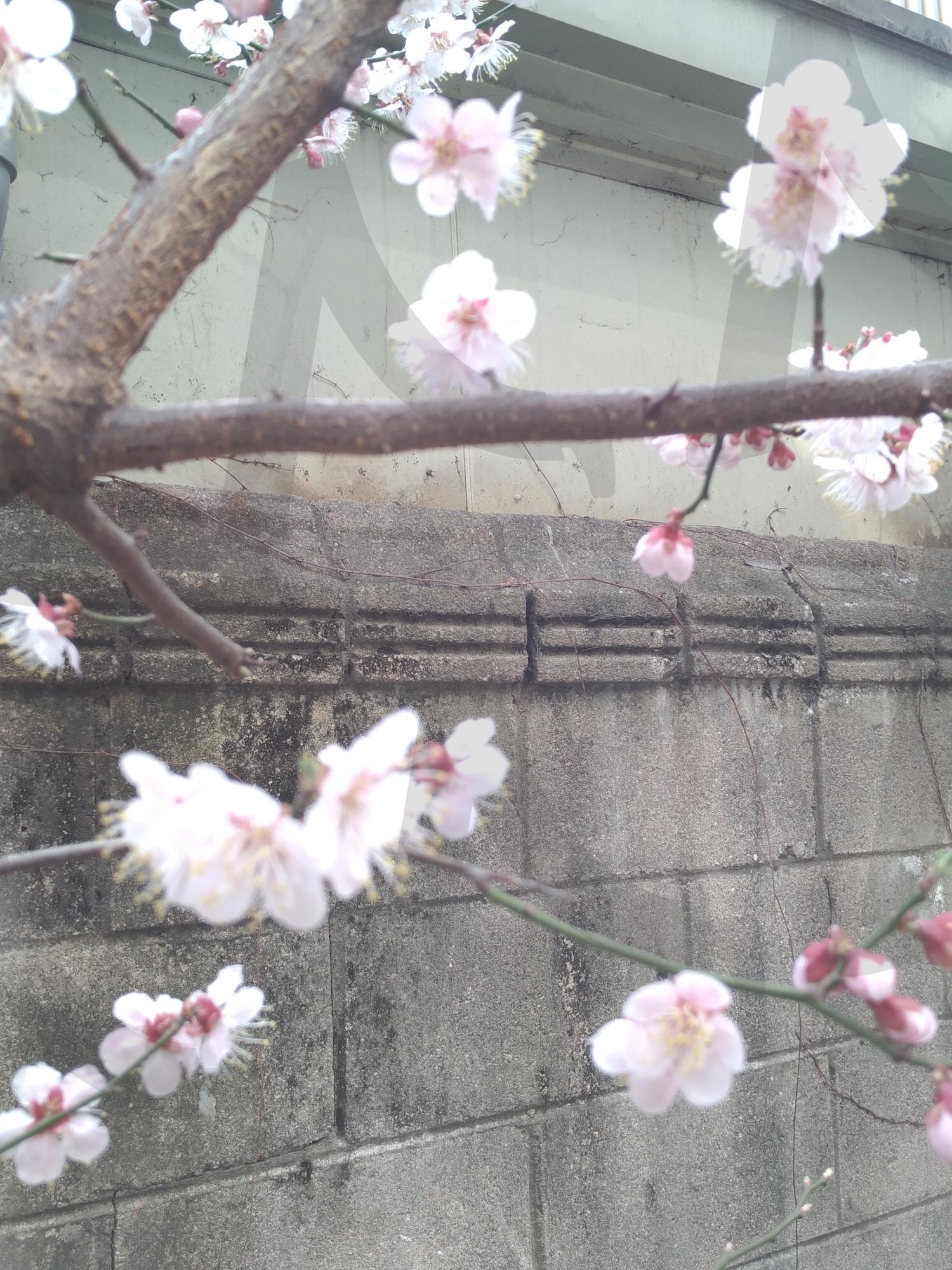 봄, 목련 | 봄, 목련, 꽃, 시즌, 계절 | 스탠바이 STANDBUY 디지털 콘텐츠