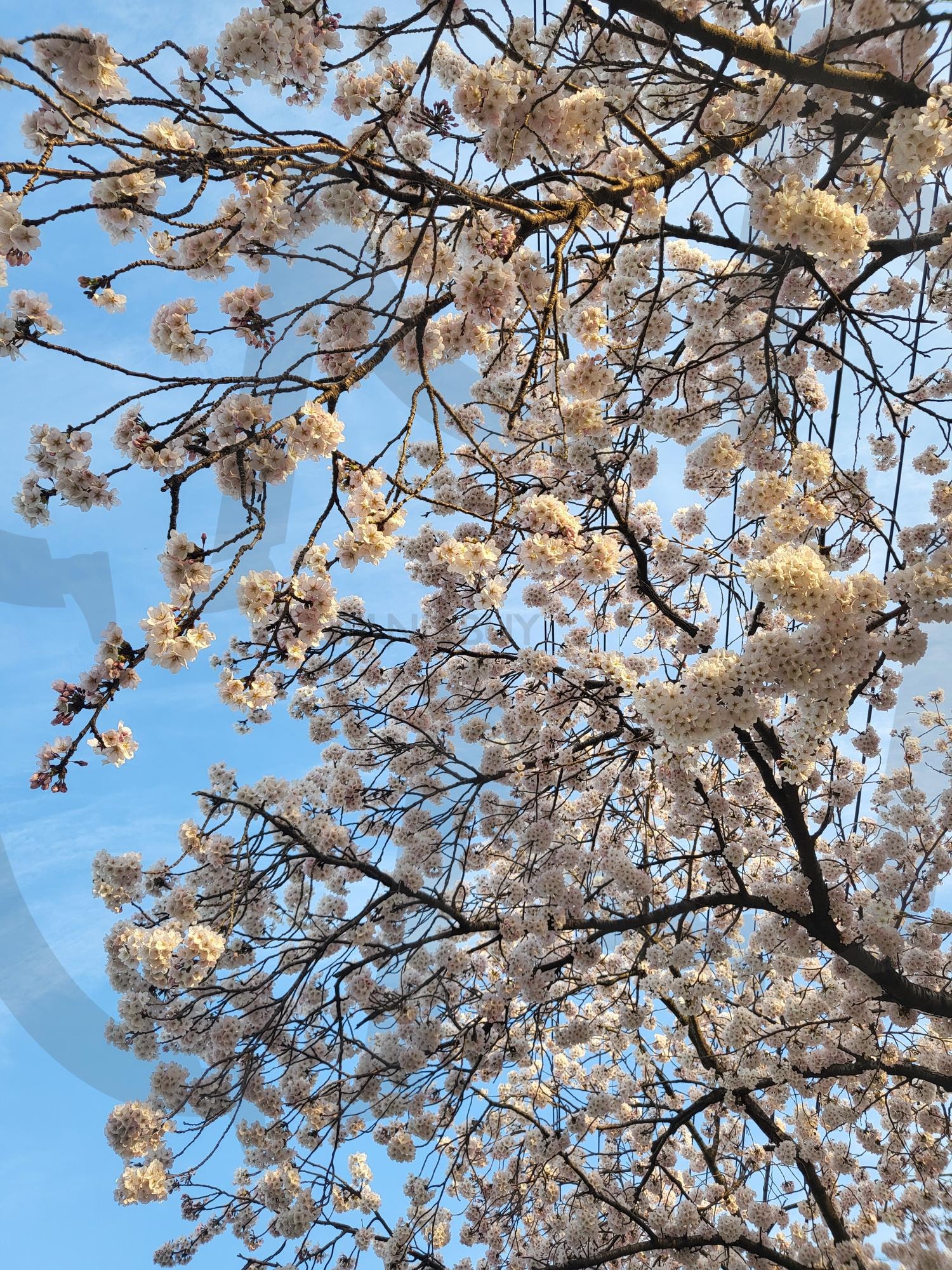 벚꽃 | 벚꽃, 봄, 꽃구경, 하늘, 나무 | 스탠바이 STANDBUY 디지털 콘텐츠