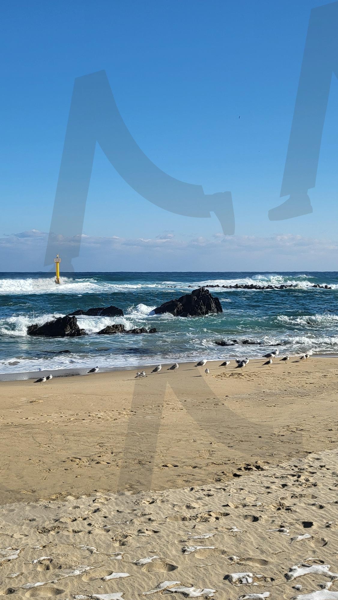 갈매기 | 바다, 갈매기, 파도, 자연, 풍경 | 스탠바이 STANDBUY 디지털 콘텐츠