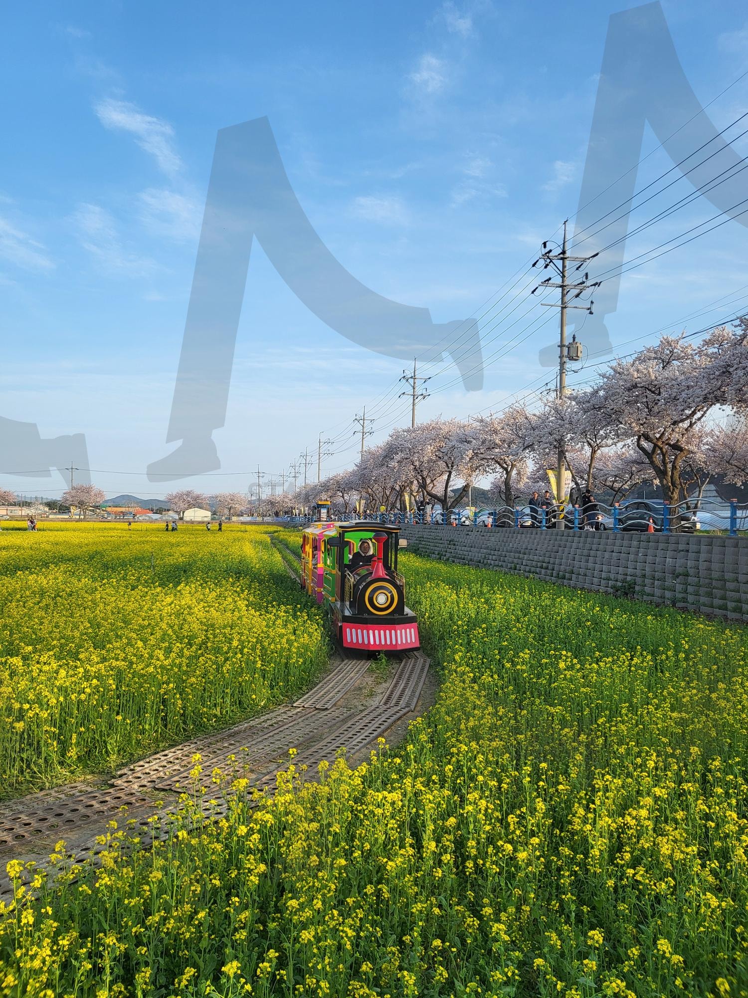 유채꽃 | 봄, 하늘, 유채꽃, 기차, 꽃 | 스탠바이 STANDBUY 디지털 콘텐츠