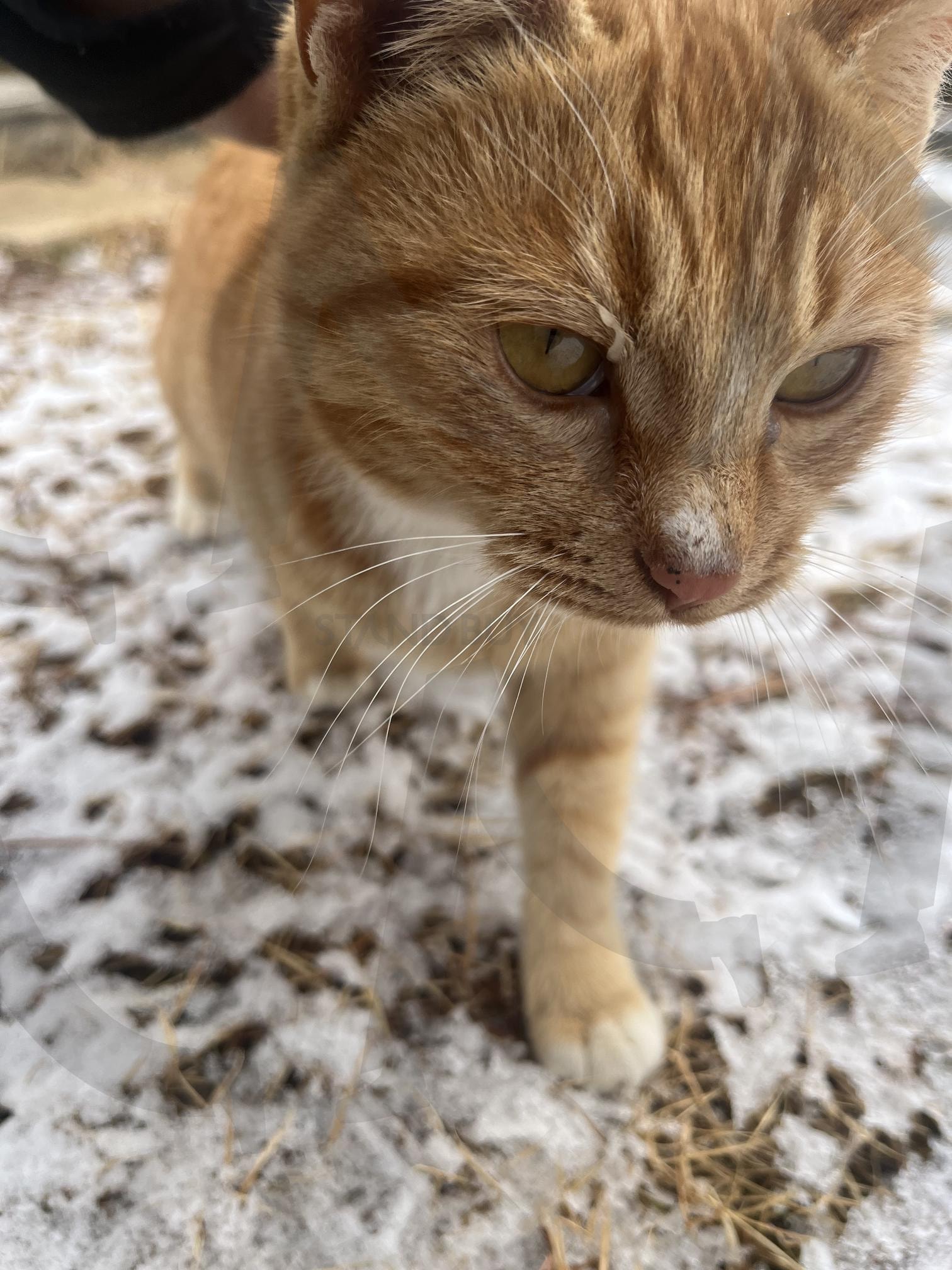 고양이 | 고양이, 냥이, 야옹, 고냥이, 애옹 | 스탠바이 STANDBUY 디지털 콘텐츠