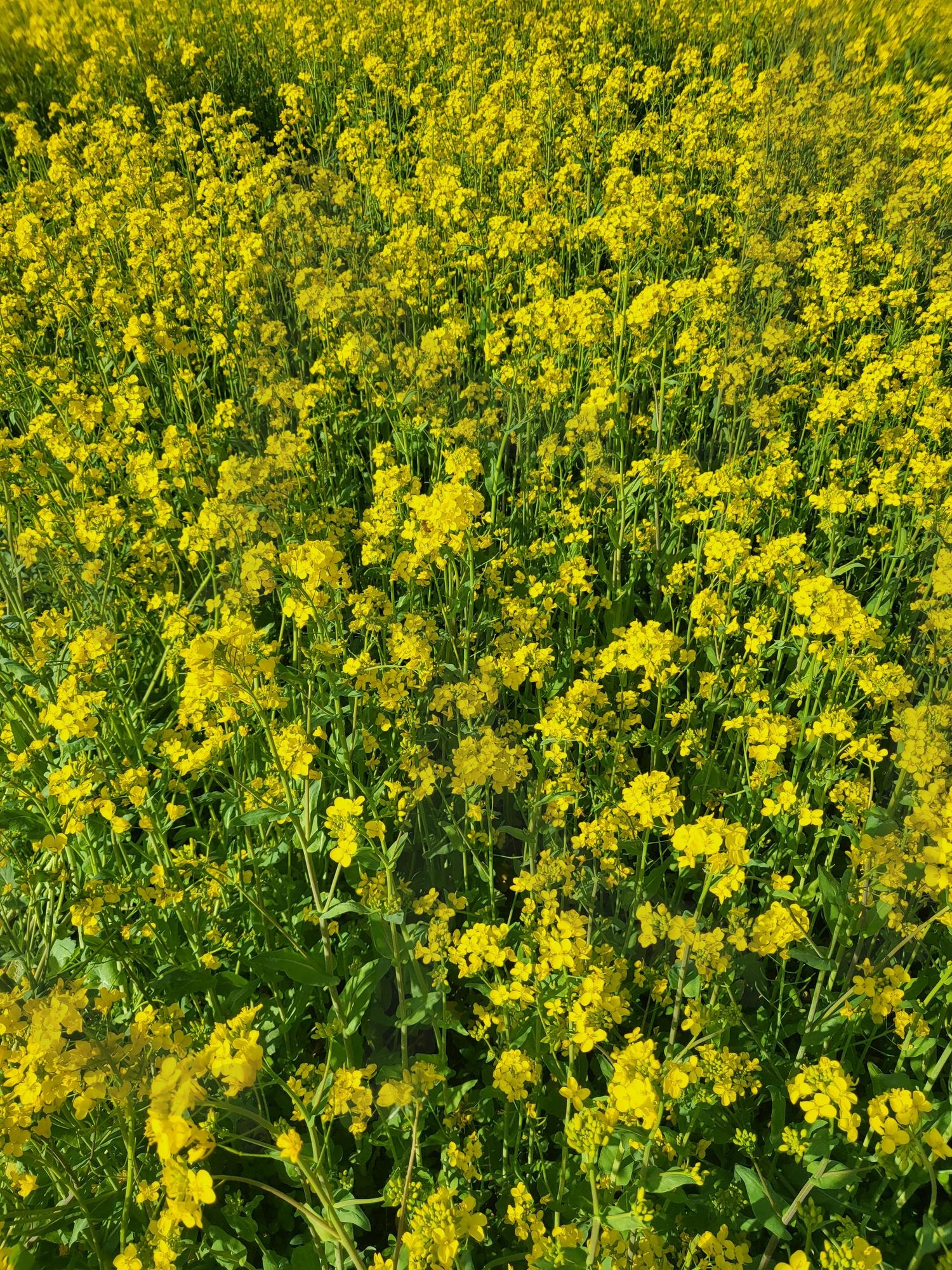 꽃 | 봄, 유채꽃, 꽃놀이, 자연, 꽃사진 | 스탠바이 STANDBUY 디지털 콘텐츠