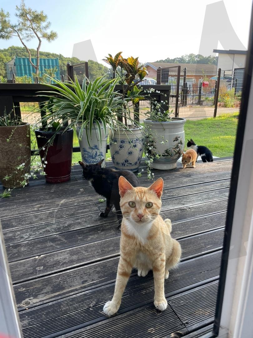 냥이들 | 고양이, 냥이, 치즈냥이, 검둥이, 야옹 | 스탠바이 STANDBUY 디지털 콘텐츠