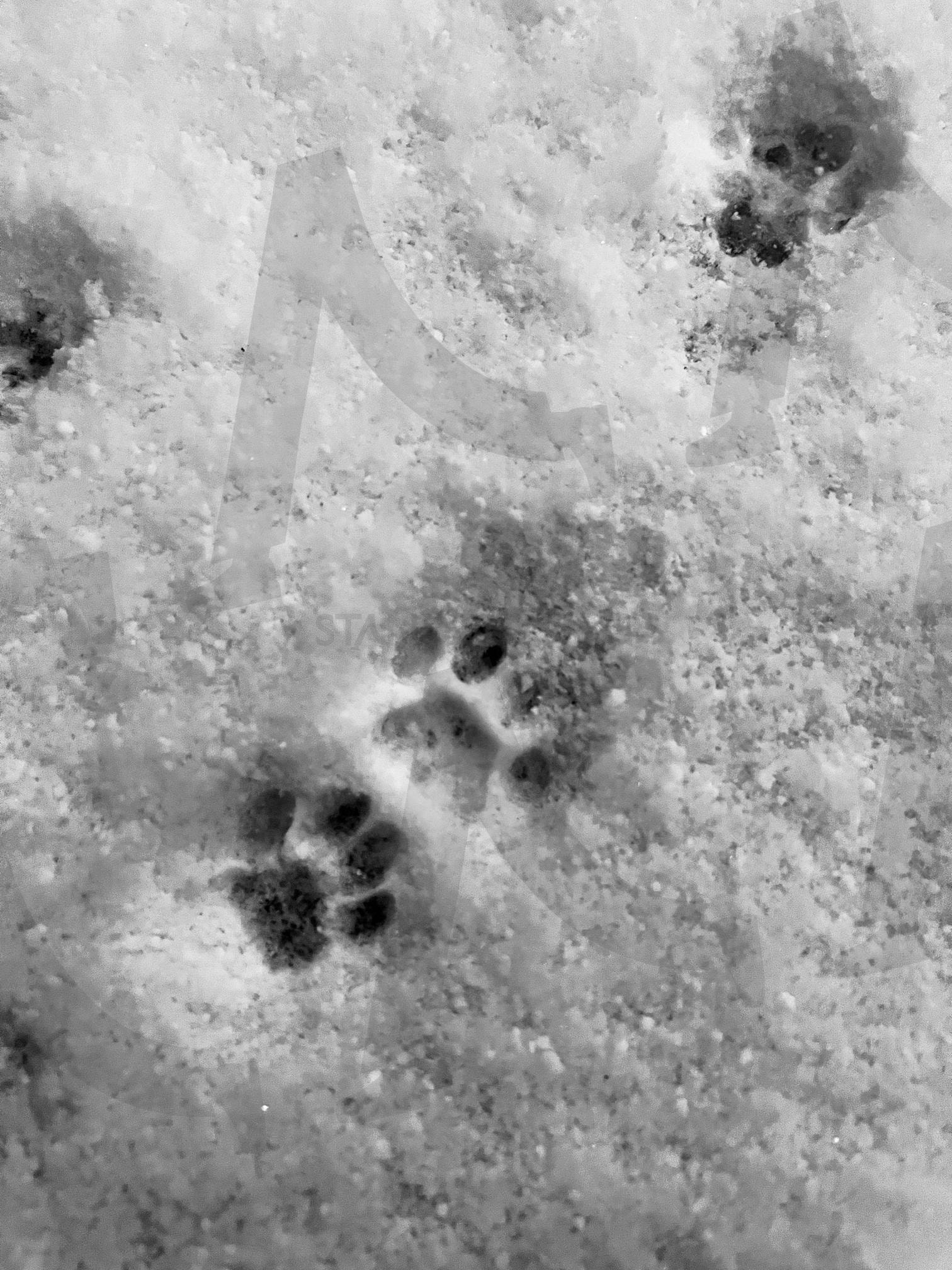 발자국 | 고양이, 젤리, 동물발자국, 고양이발, 고양이발자국 | 스탠바이 STANDBUY 디지털 콘텐츠