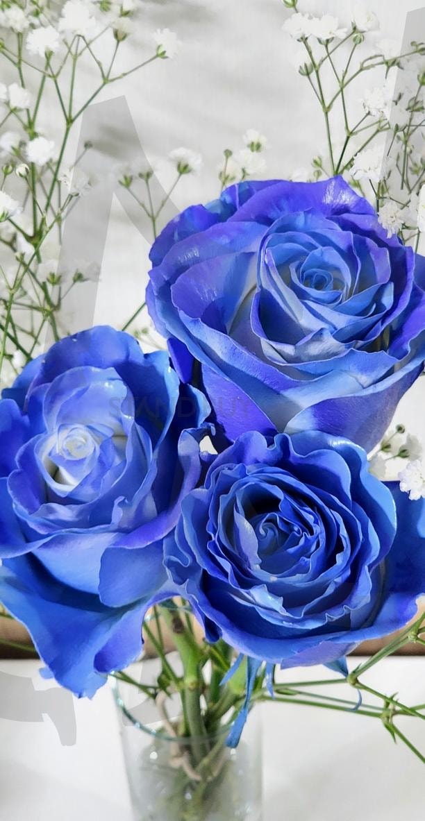 푸른 장미 | 꽃, 화병, 푸른, 장미, 푸른장미, 푸름, 장미꽃 | 스탠바이 STANDBUY 디지털 콘텐츠