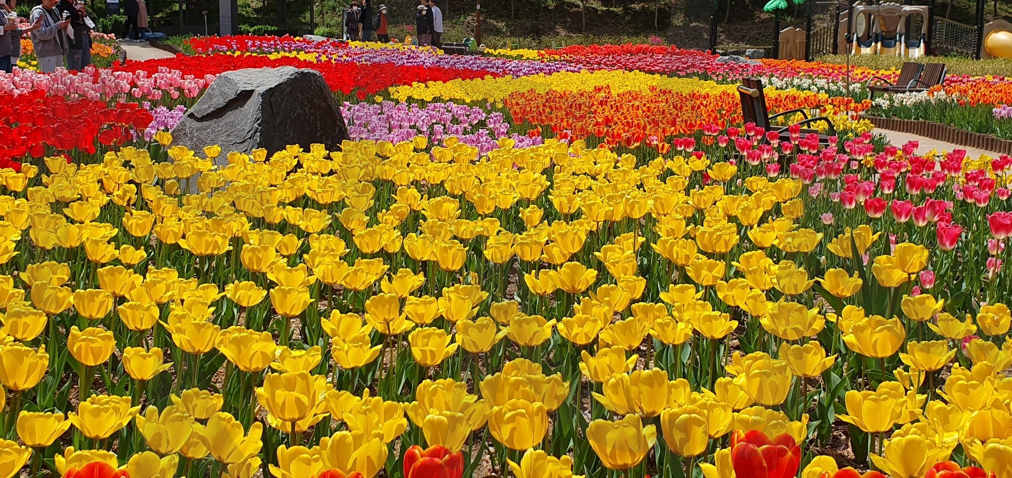 튜울립 | 의정부, 근린공원, 튜울립, 산책로, 꽃길 | 스탠바이 STANDBUY 디지털 콘텐츠