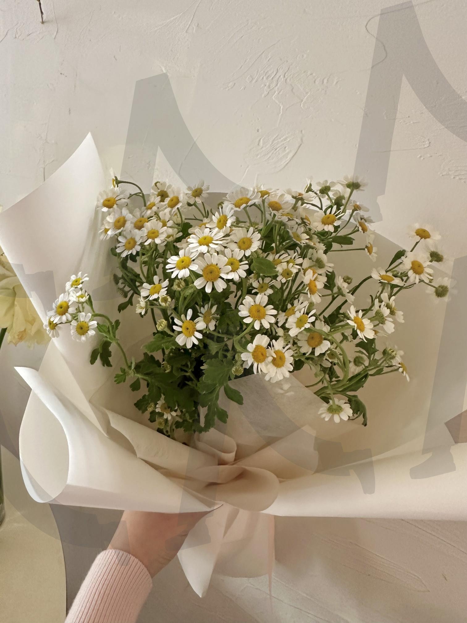 데이지 꽃다발 - 소박함 속의 따뜻함 | 데이지, 꽃다발, 기념일, 연인, 하얀꽃, 희망, 평화, 사랑스러움, 겸손한, 아름다운, 꽃, 봄, 태양의눈, 천진난만, 순수함 | 스탠바이 STANDBUY 디지털 콘텐츠