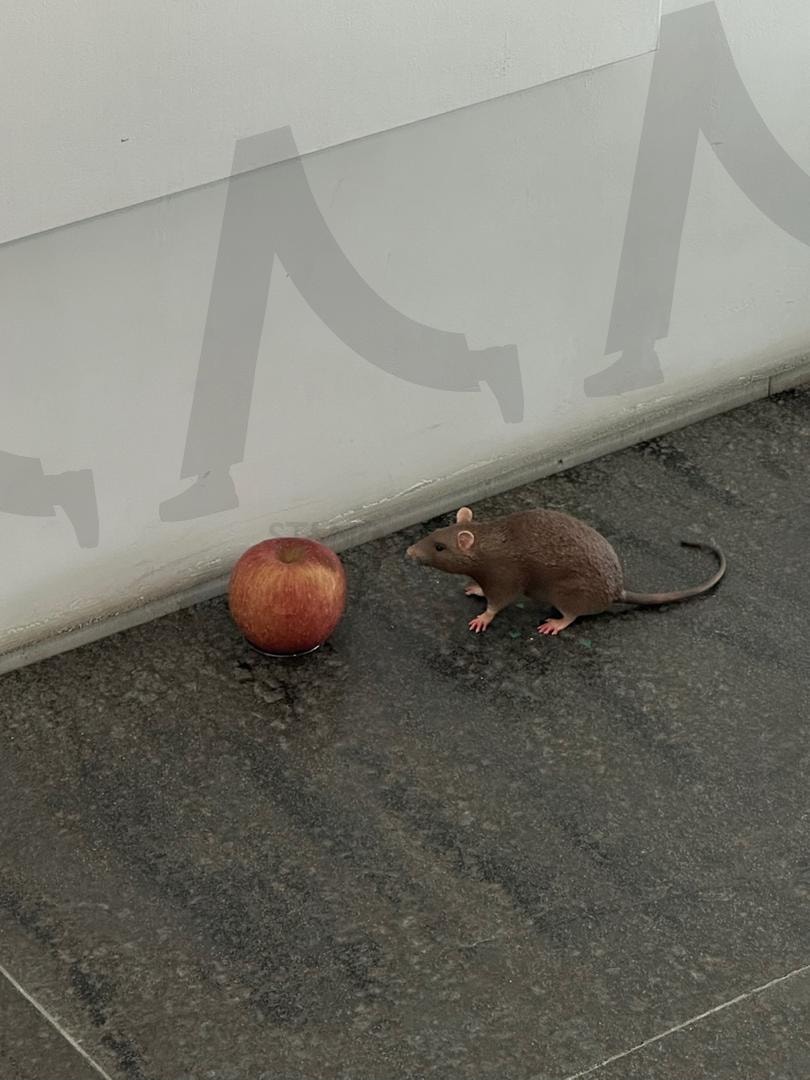 사과와 생명 – 선택의 순간 | 사과, 생명, 쥐, 상징, 아트, 미술, art, 전시, 전시회, 대조, 감정, 관찰, 소통, 창의성, 생쥐, 설치미술, 감성, 배경화면, 분위기, 유혹 | 스탠바이 STANDBUY 디지털 콘텐츠