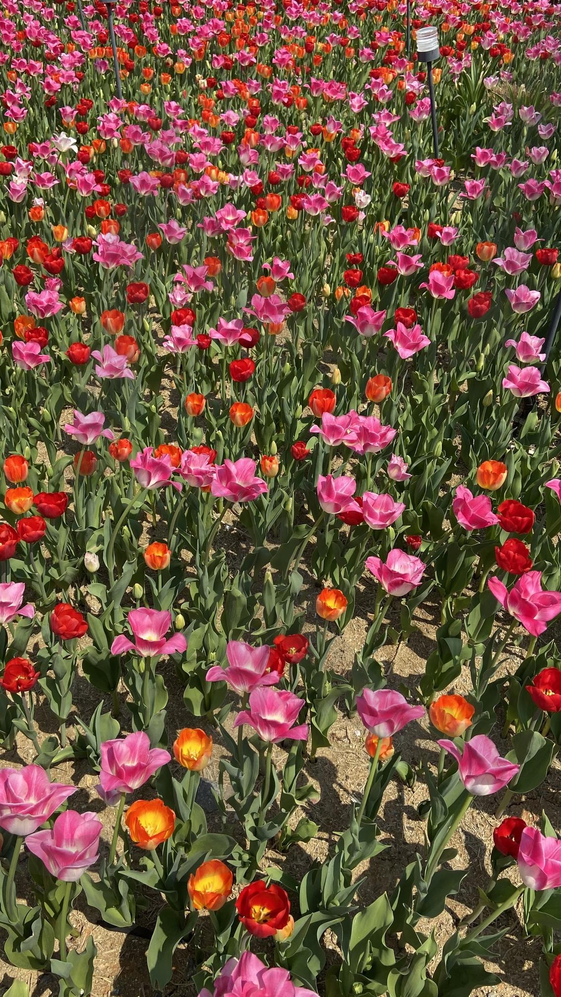 한국 용인 에버랜드 튤립축제 Everland Tulip Festival, South Korea | 한국, 용인, 봄, 튤립, 꽃, 에버랜드, korea, yongin, spring, tulip, Flower, everland, photo, 사진 | 스탠바이 STANDBUY 디지털 콘텐츠