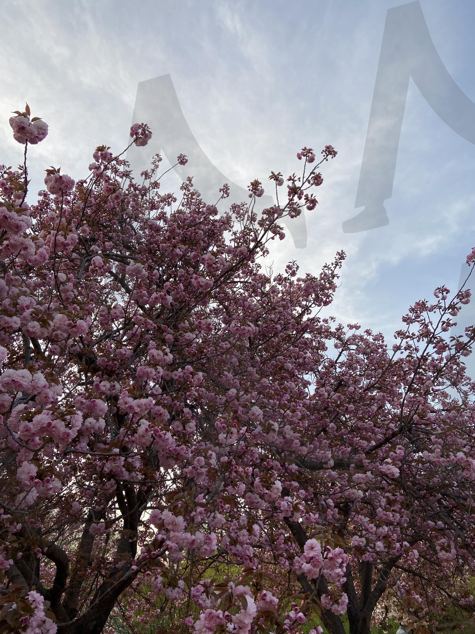 한국 경주 불국사 Bulguksa Temple, South Korea | 한국, 대한민국, 경주, 겹벛꽃, 벛꽃, 봄, korea, Gyeongju, cherryblossom, spring, photo | 스탠바이 STANDBUY 디지털 콘텐츠