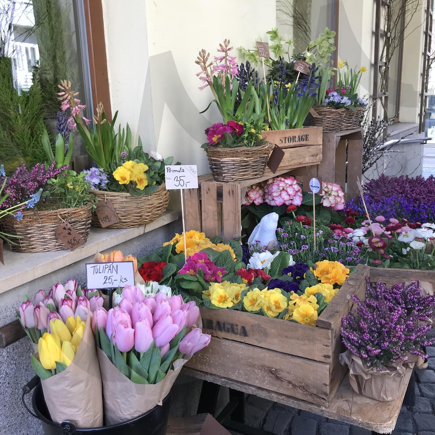 체코 브르노 꽃집 Brno Flower shop, Czech Republic | 체코, 브르노, 꽃집, 꽃, 튤립, 유럽, 유럽여행, Czechia, Brno, Flower, flowershop, tulip, photography | 스탠바이 STANDBUY 디지털 콘텐츠