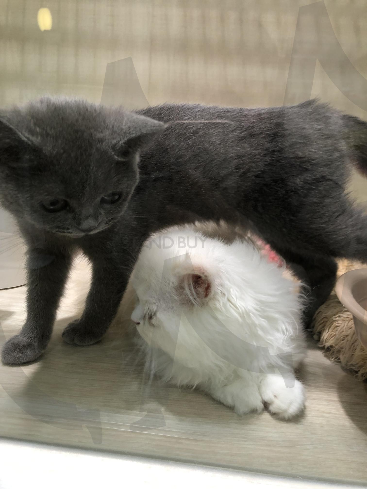 고양이 | 야옹이, 고양이, 귀여움, 일본, 일본여행 | 스탠바이 STANDBUY 디지털 콘텐츠