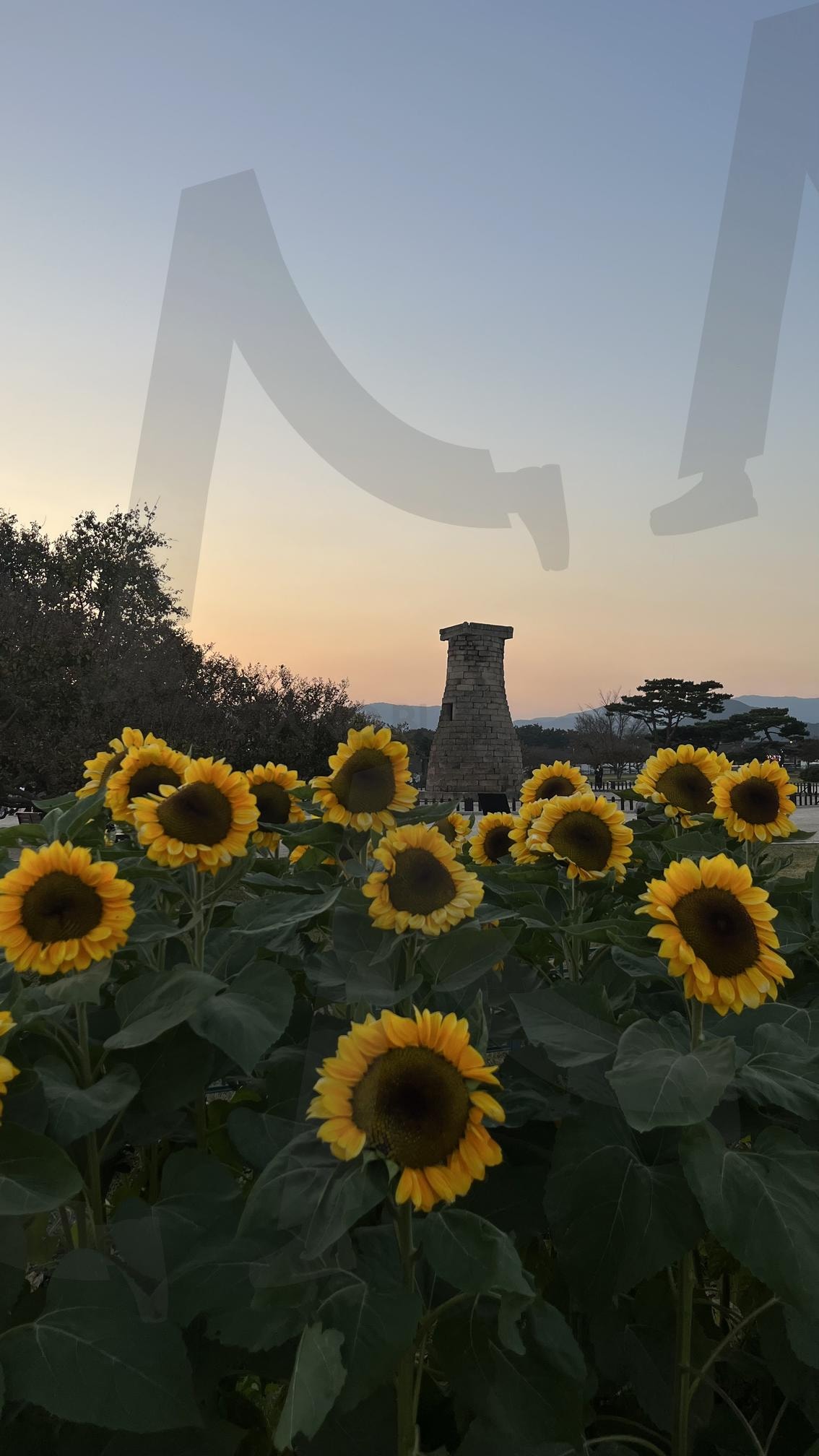 첨성대와 해바라기 | 첨성대, 해바라기, 경주, 경주여행, 자연풍경, 분위기 | 스탠바이 STANDBUY 디지털 콘텐츠